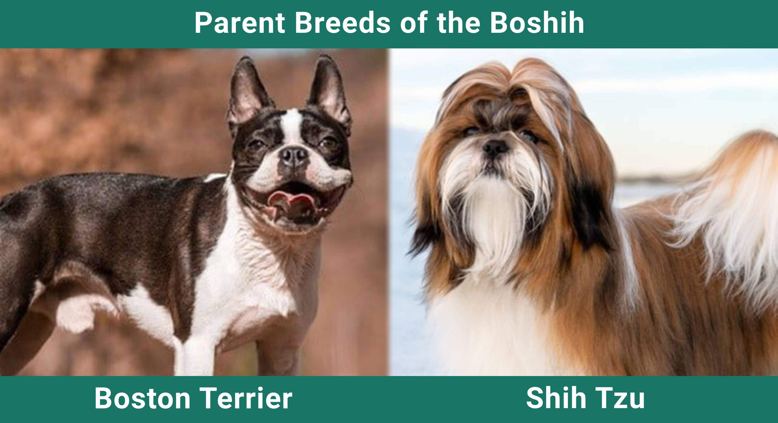 Parent_breeds_Boshih