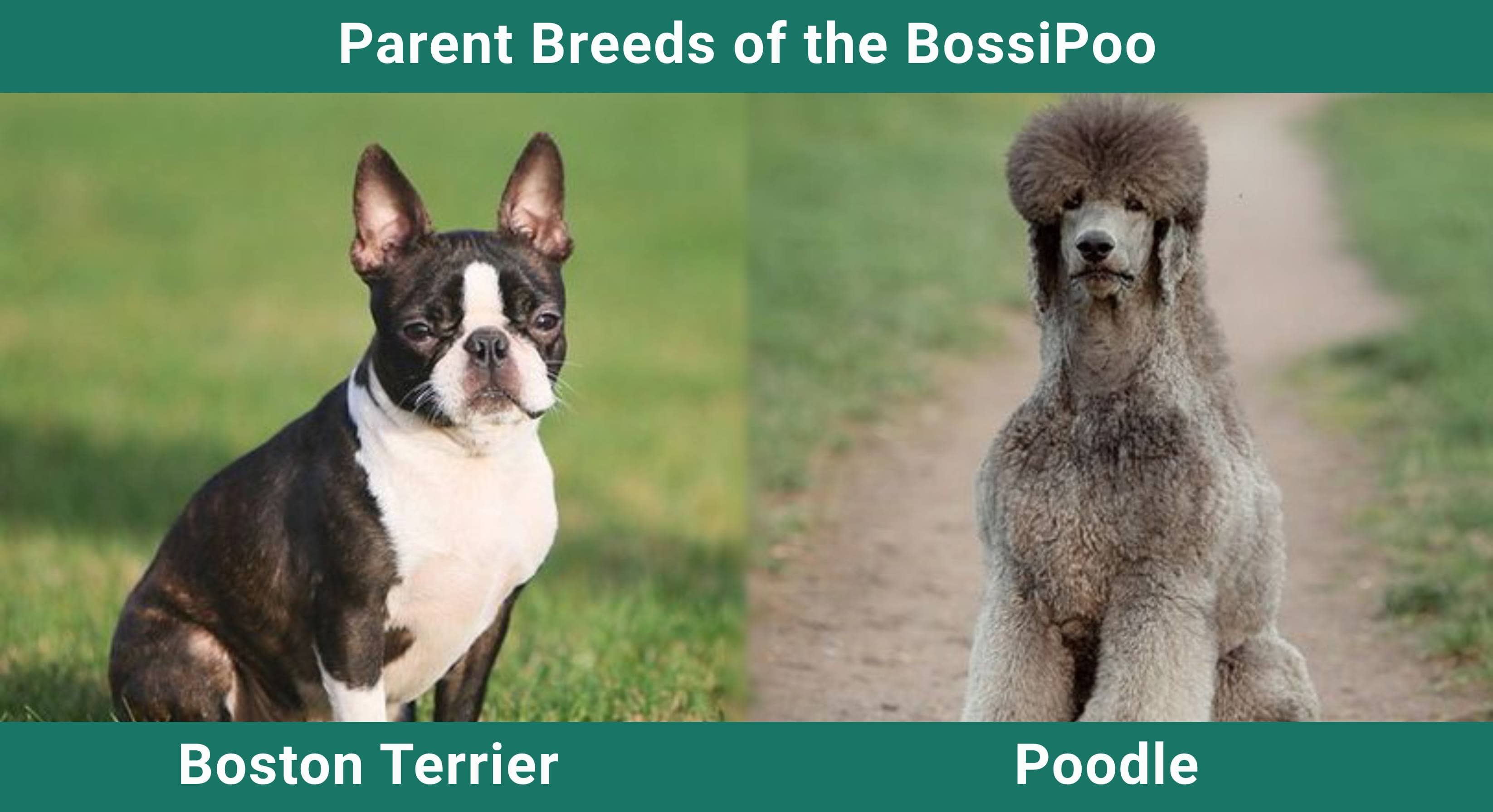 Poodle and Boston Terrier