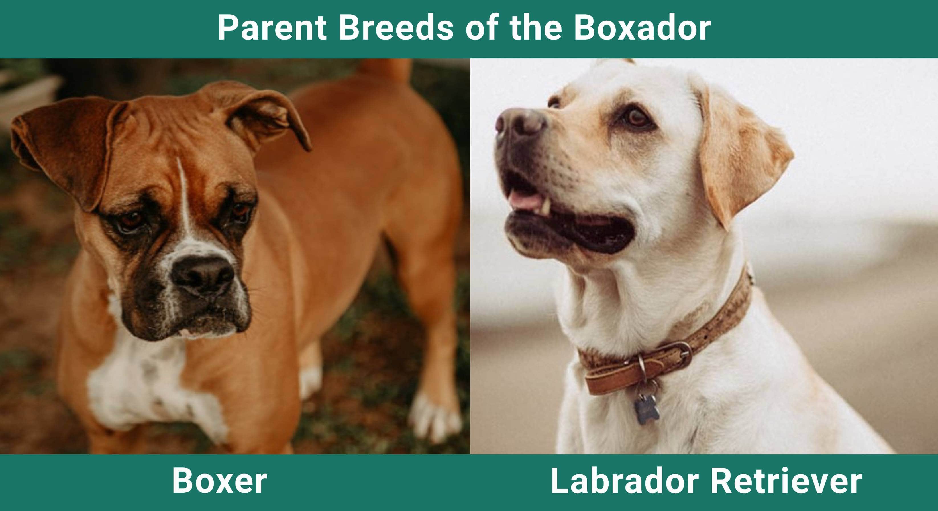 Parent_breeds_Boxador