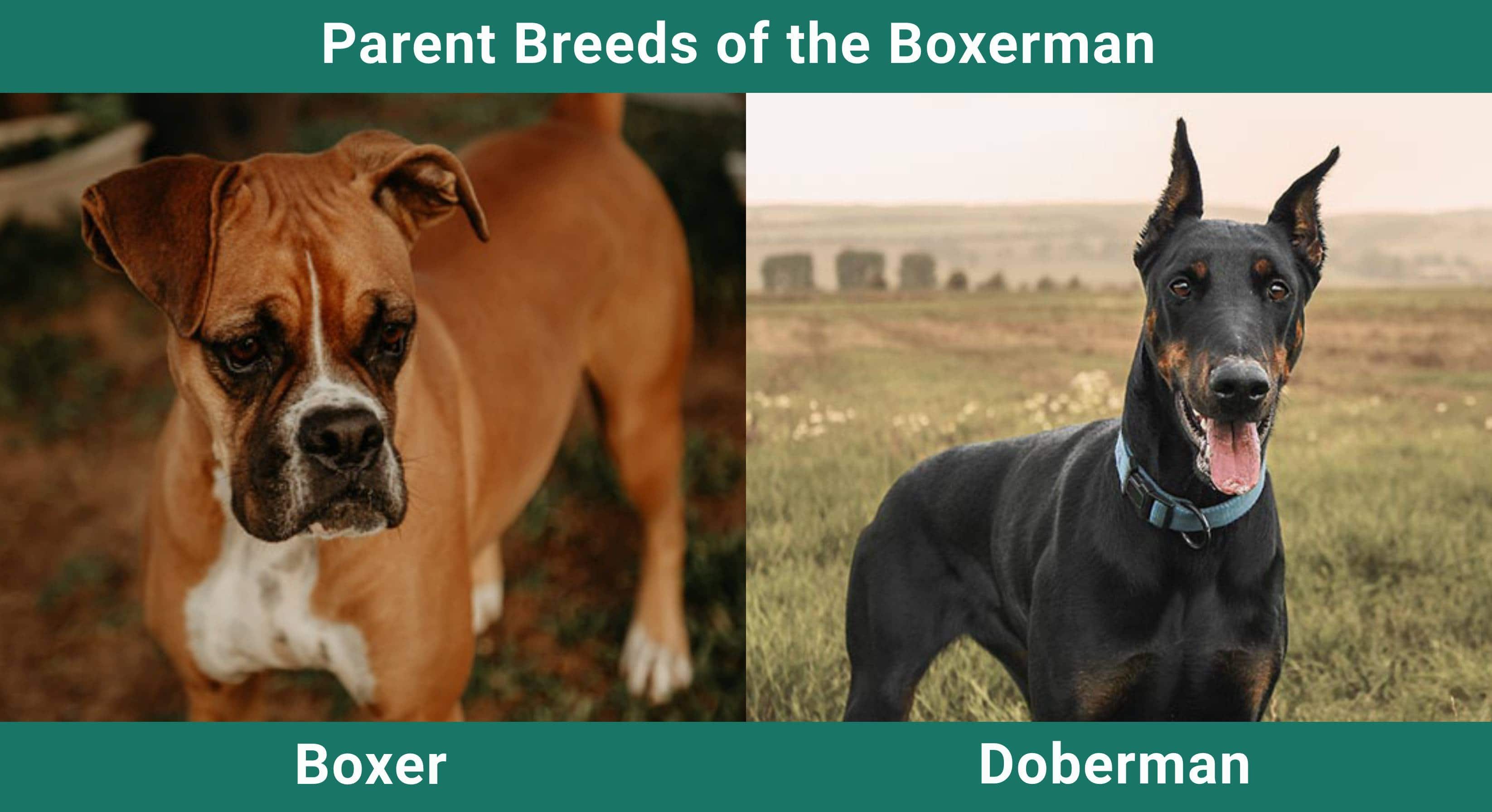 Parent_breeds_Boxerman