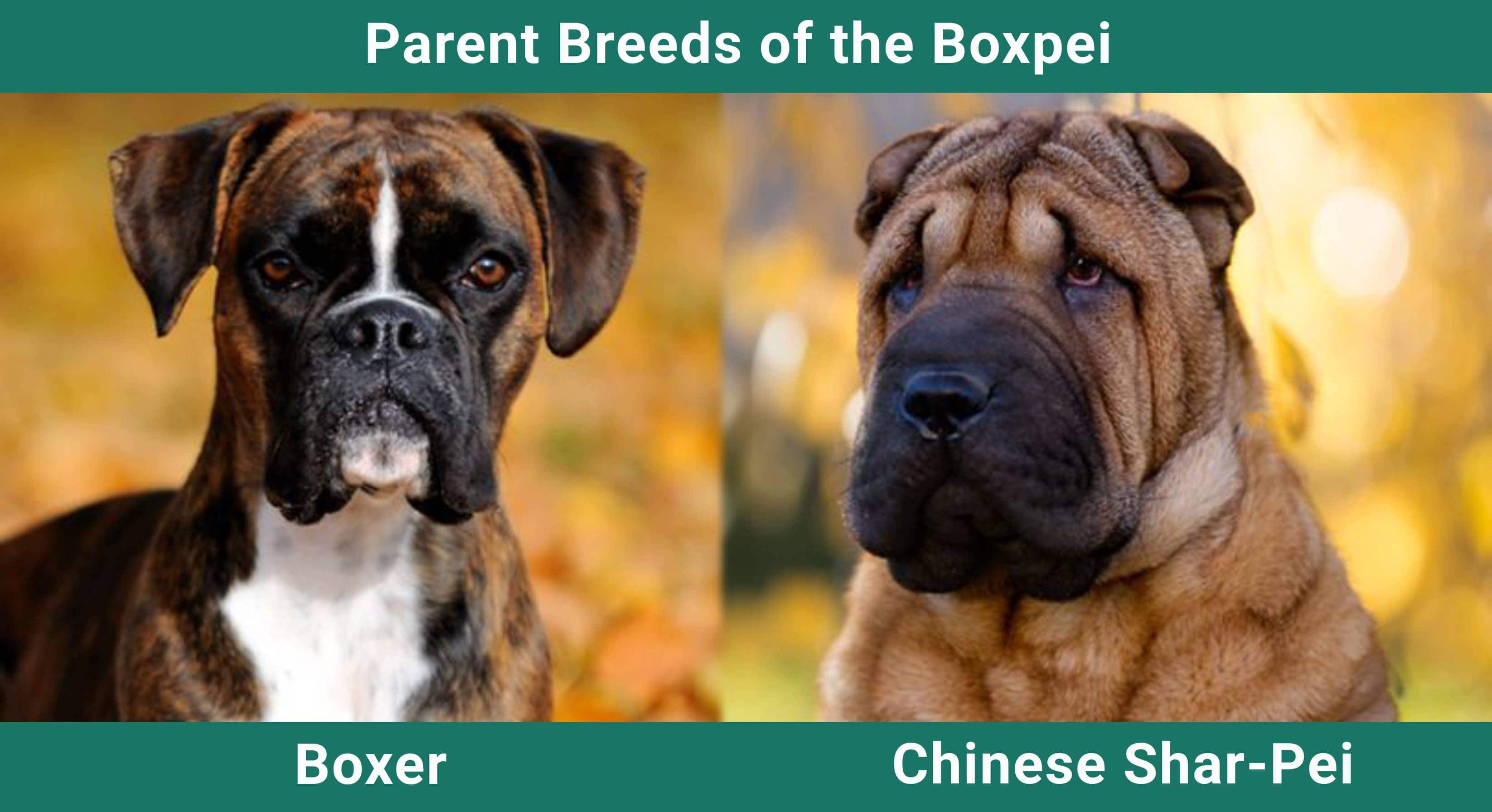 Parent_breeds_Boxpei
