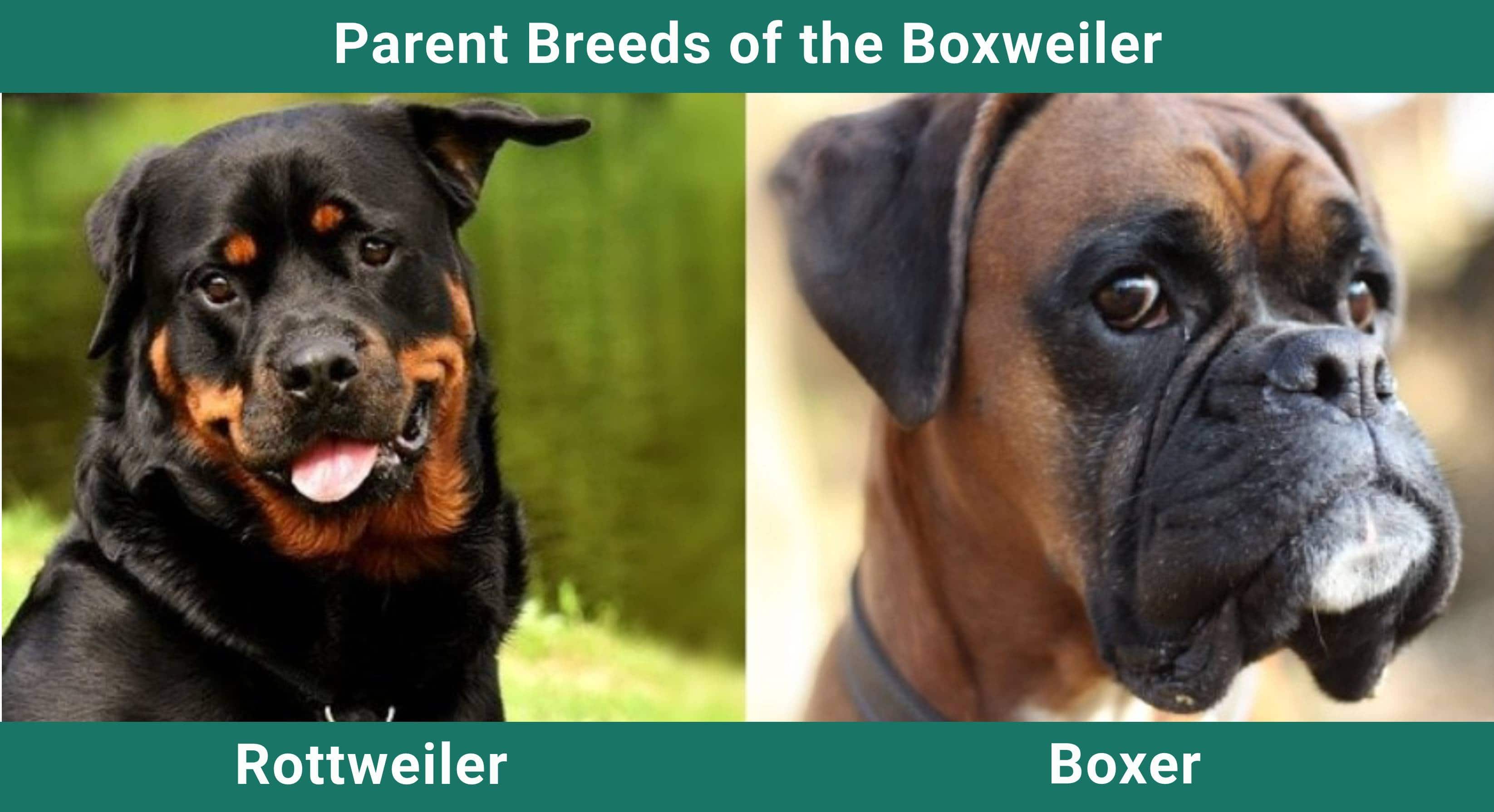 Parent_breeds_Boxweiler