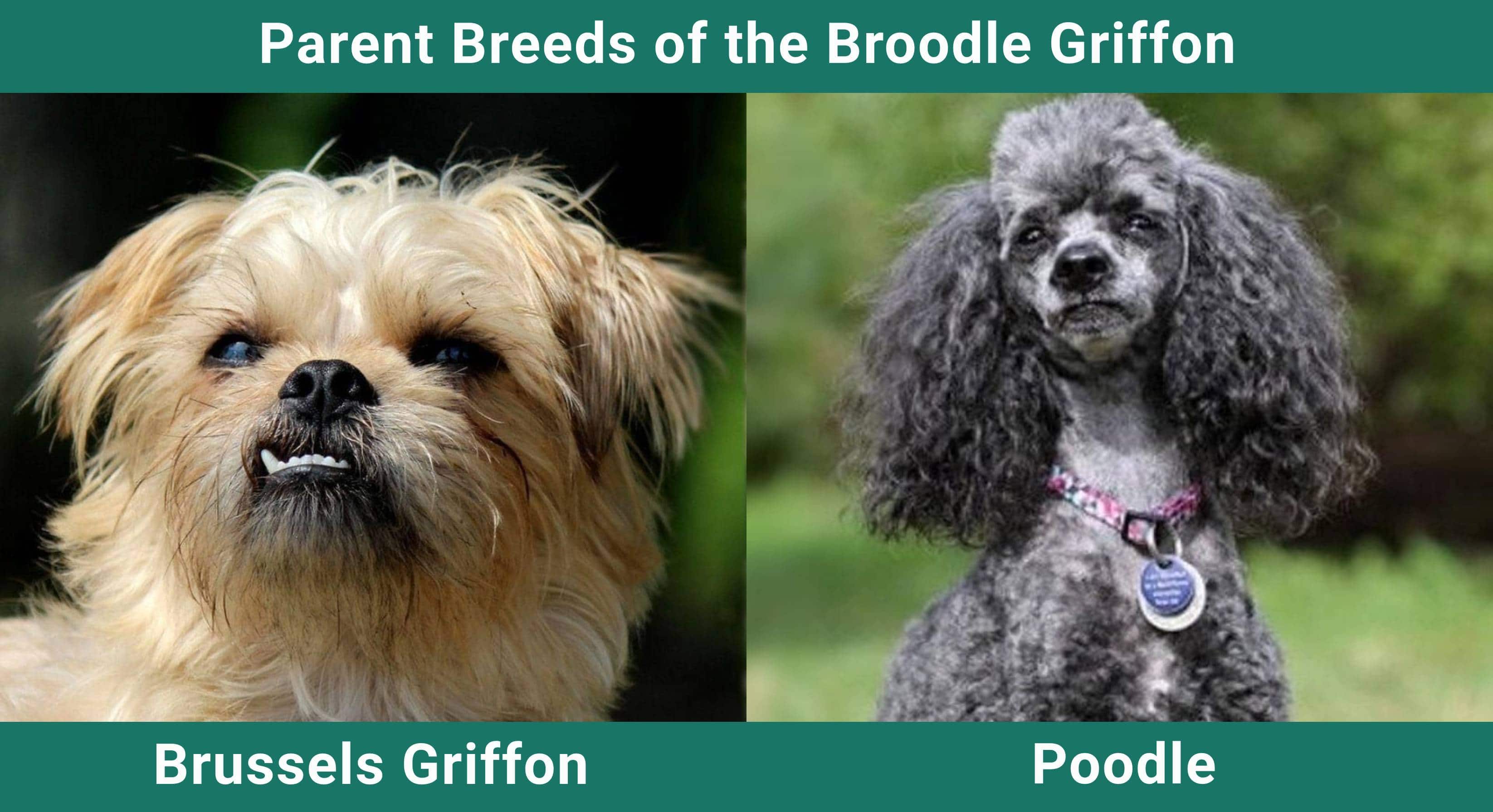 Parent_breeds_Broodle Griffon