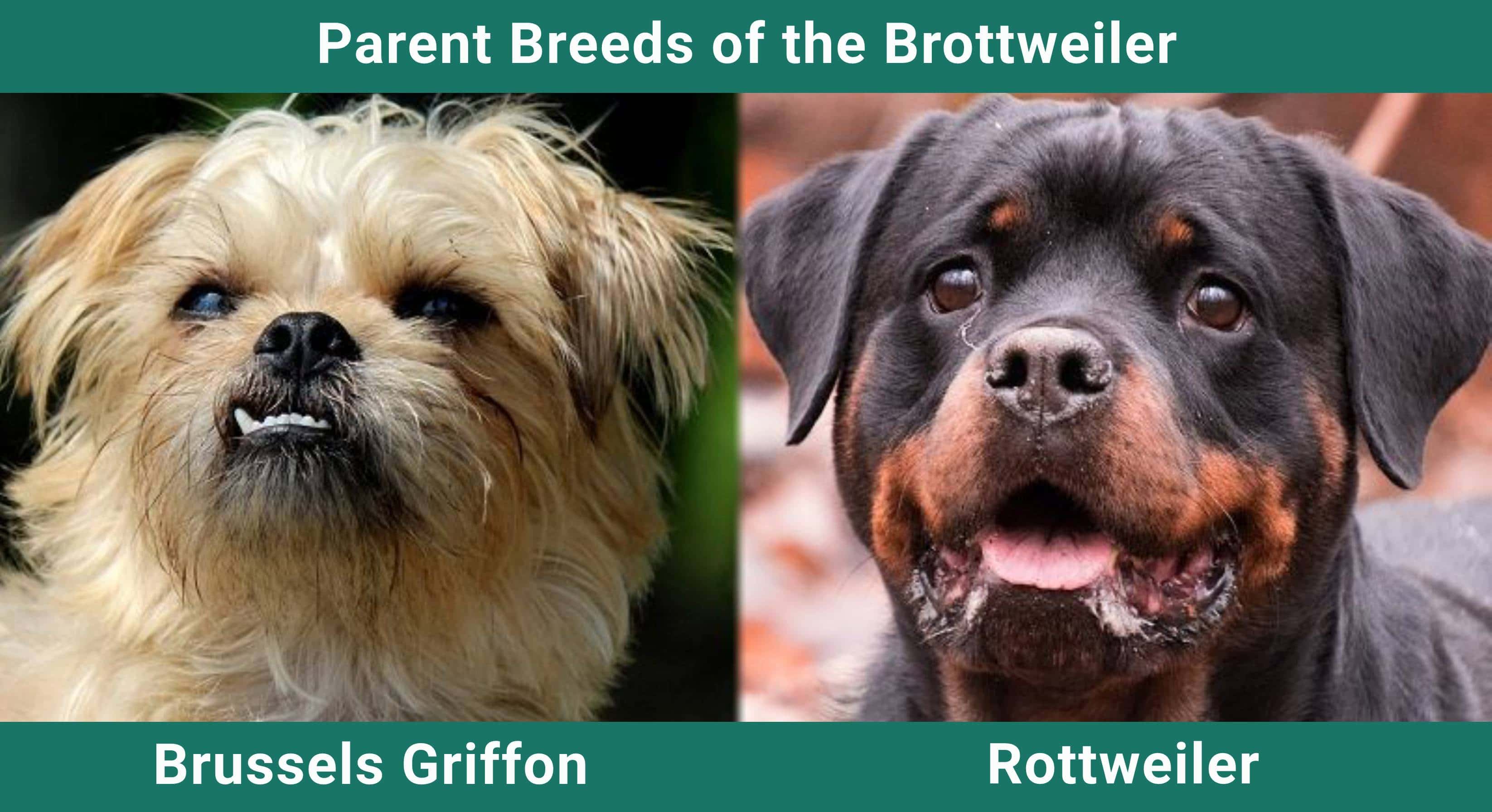 Parent_breeds_Brottweiler