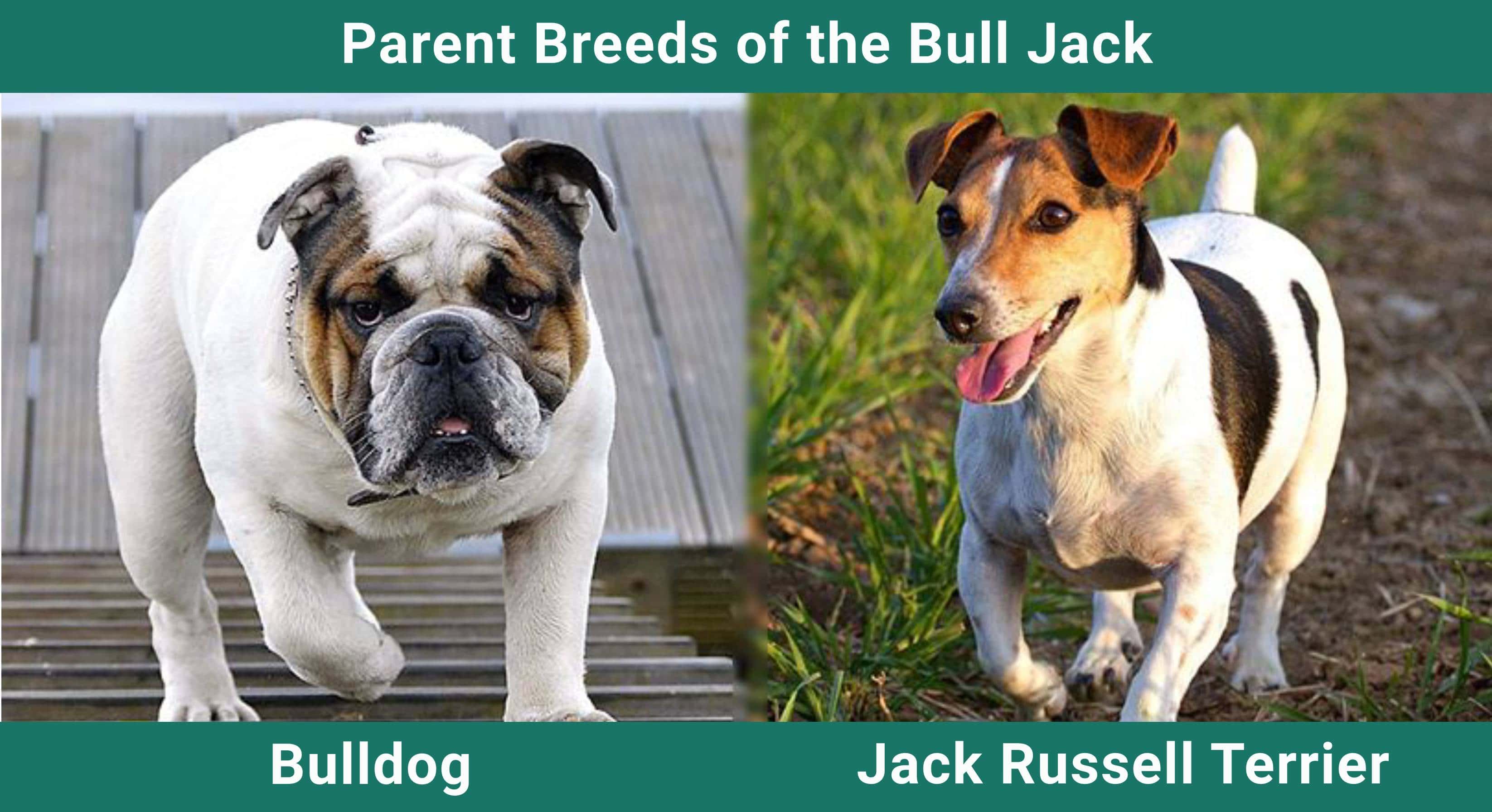 Parent_breeds_Bull Jack