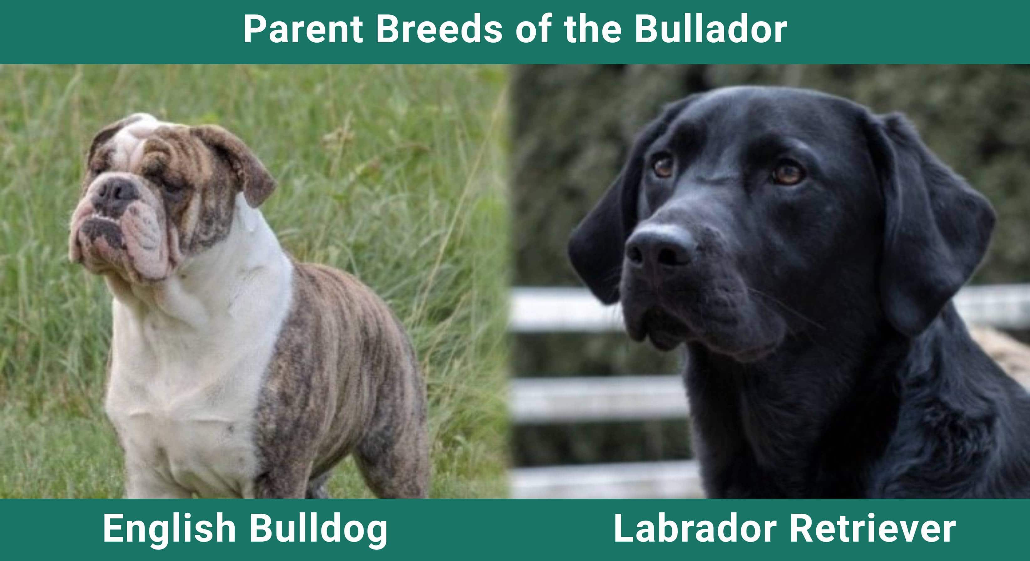 Parent_breeds_Bullador