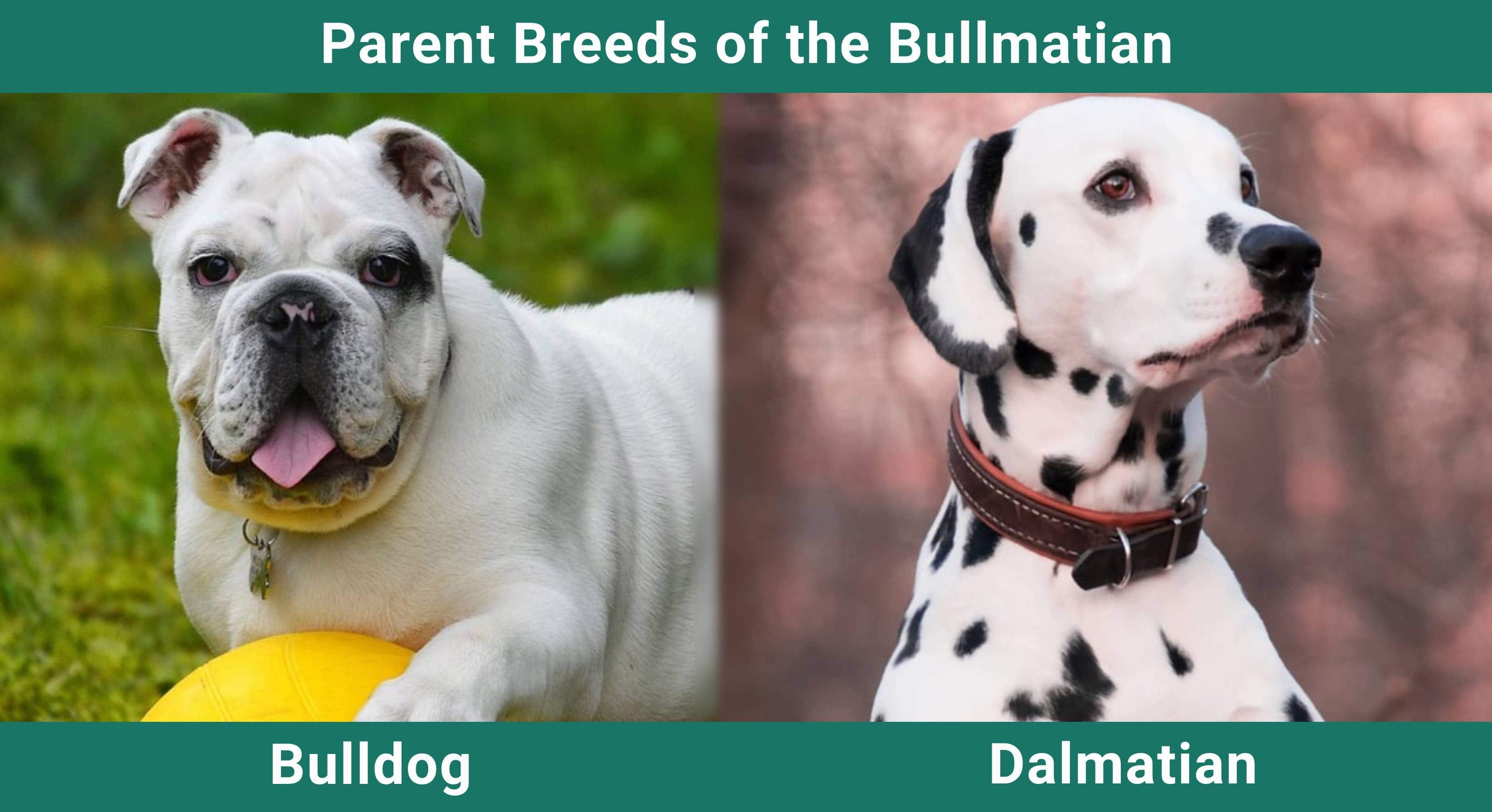Parent_breeds_Bullmatian