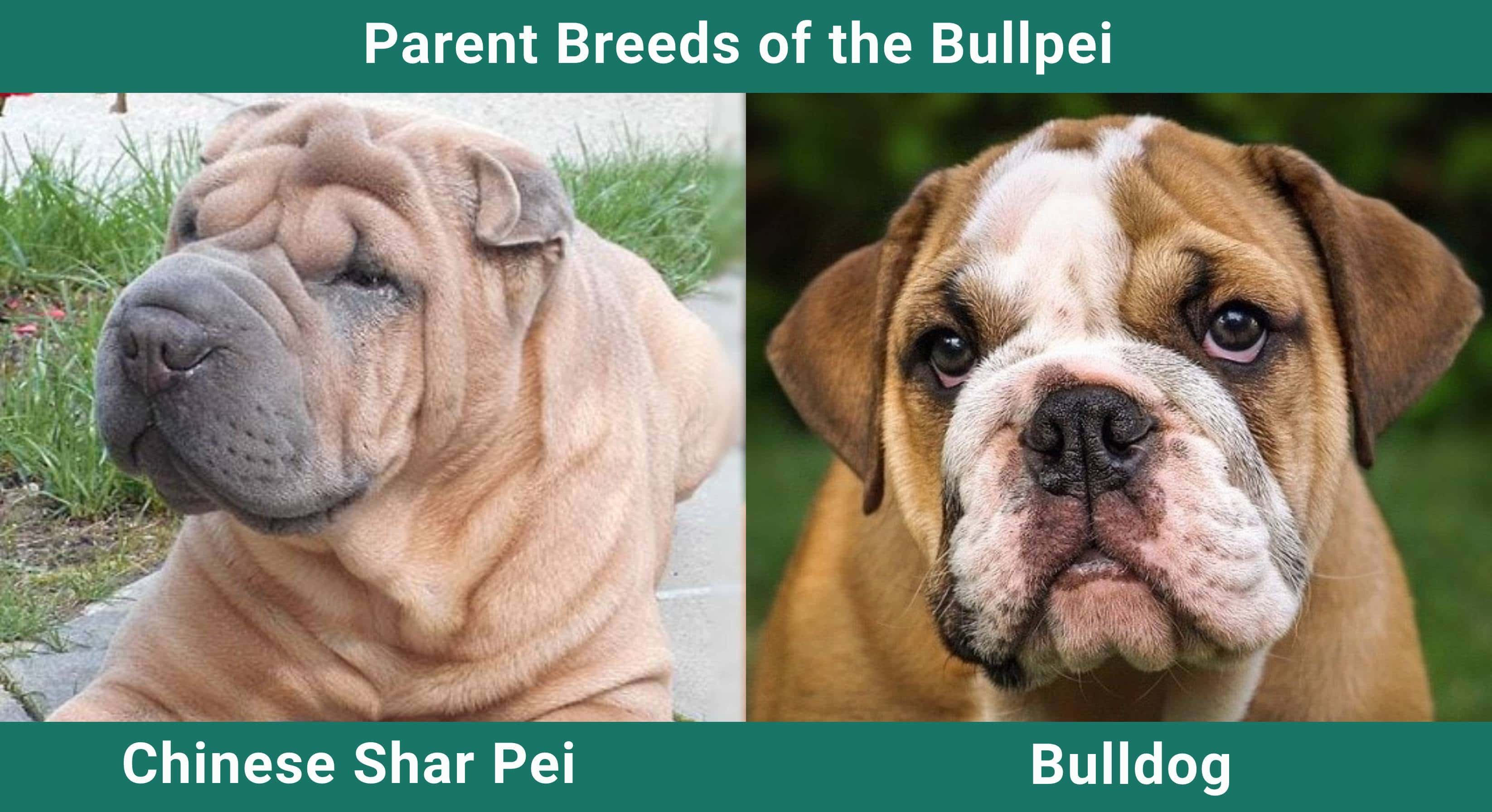 Parent_breeds_Bullpei