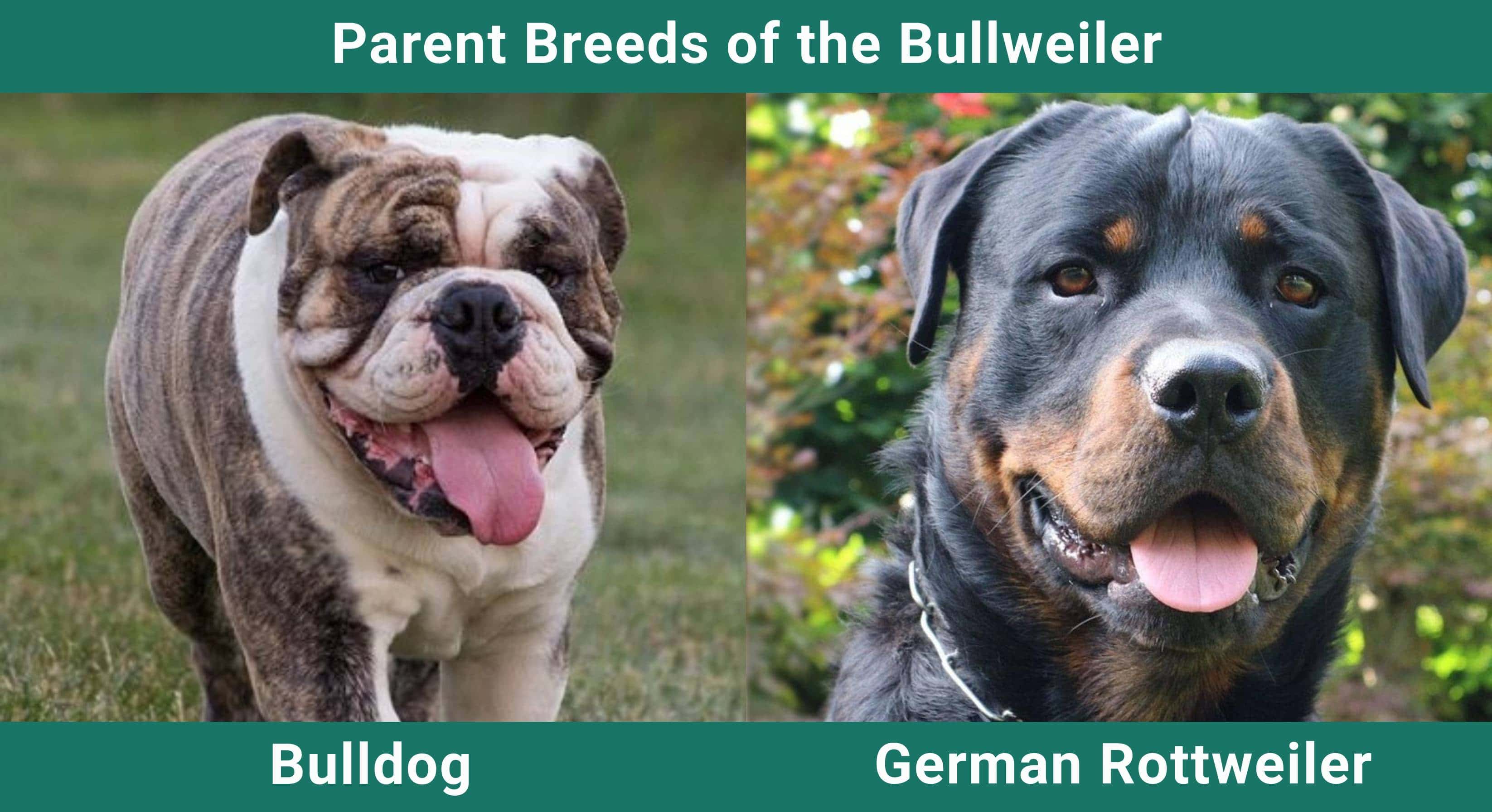Parent_breeds_Bullweiler