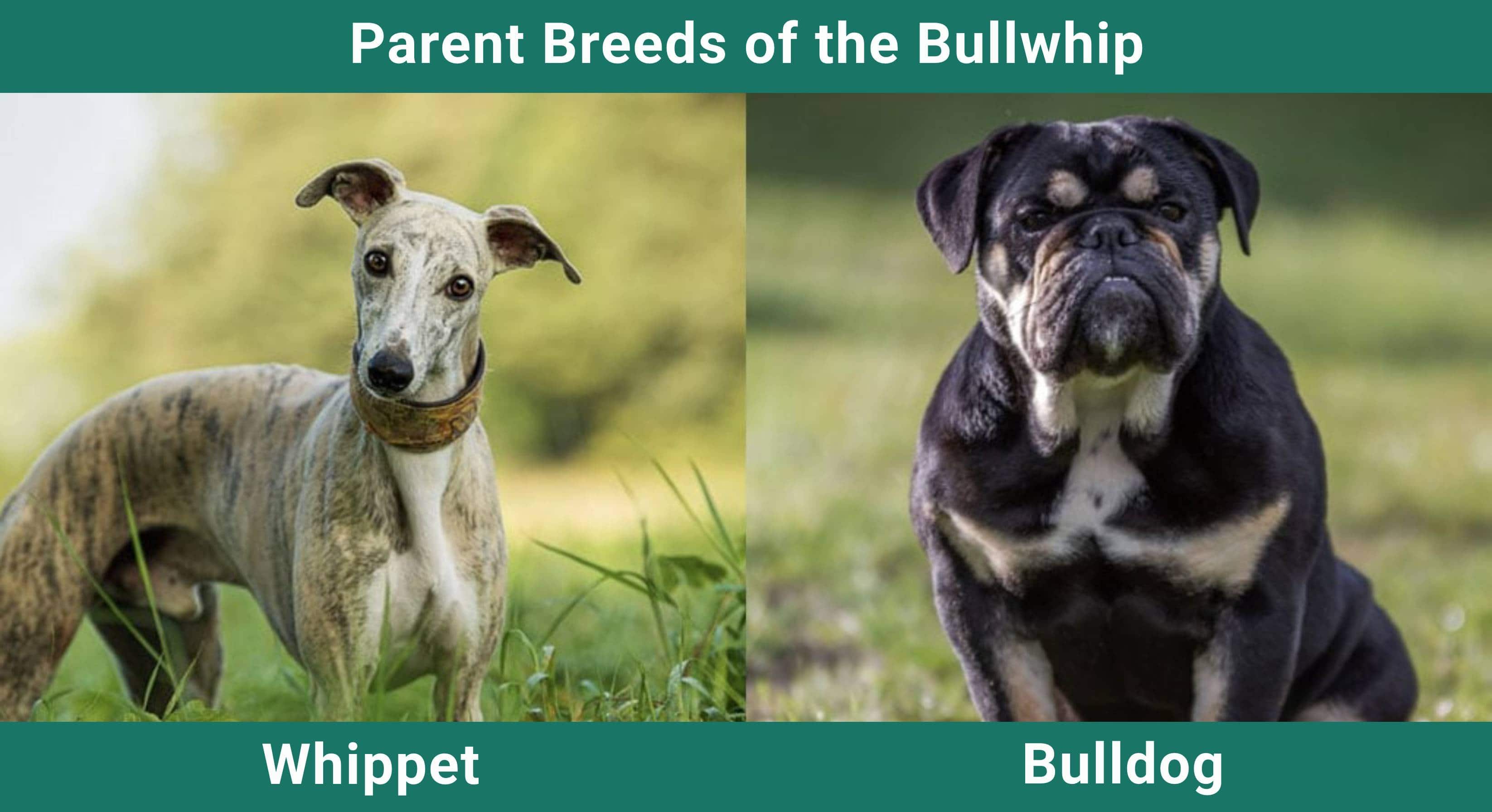Parent_breeds_Bullwhip
