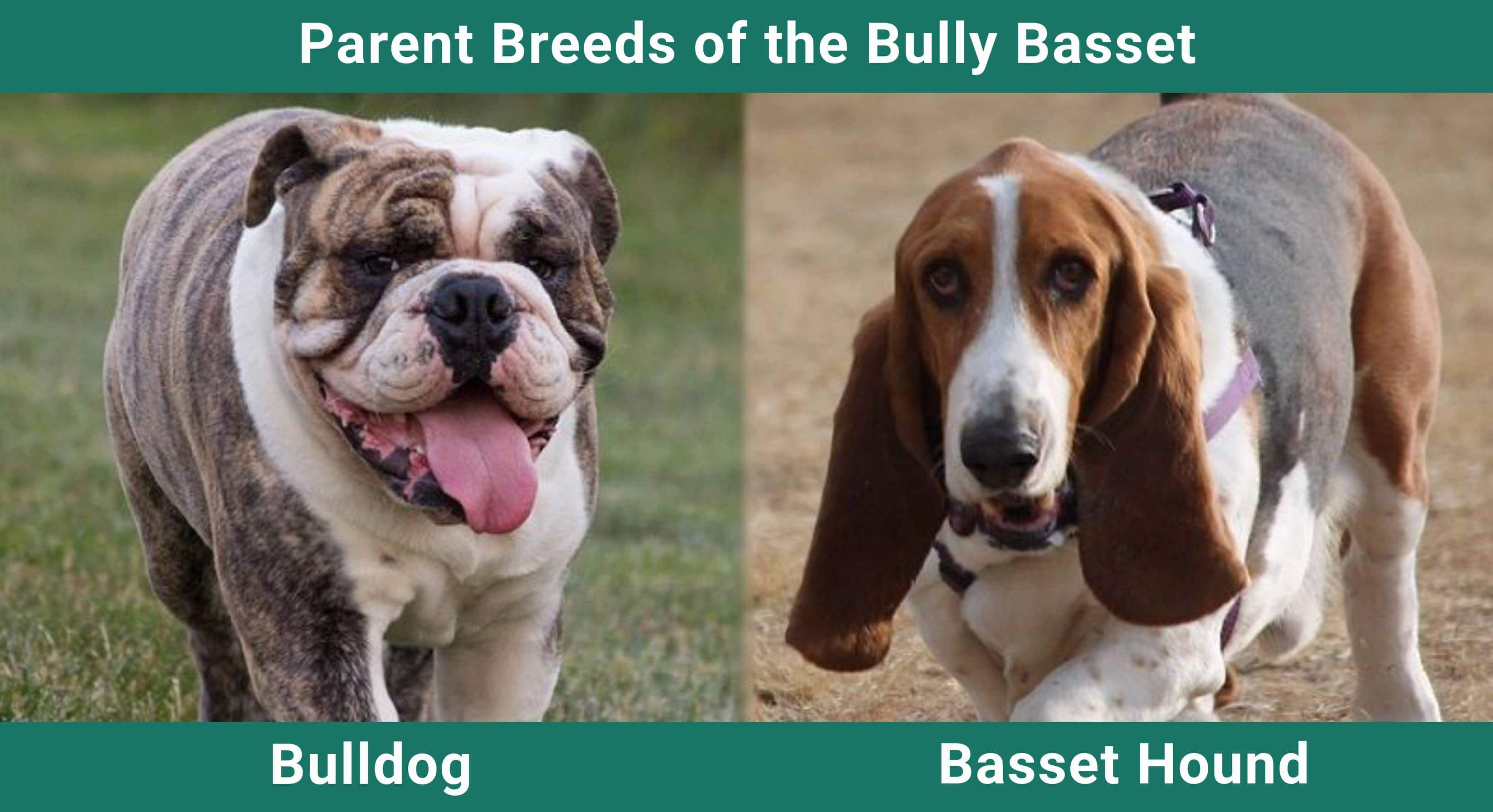 Parent_breeds_Bully Basset