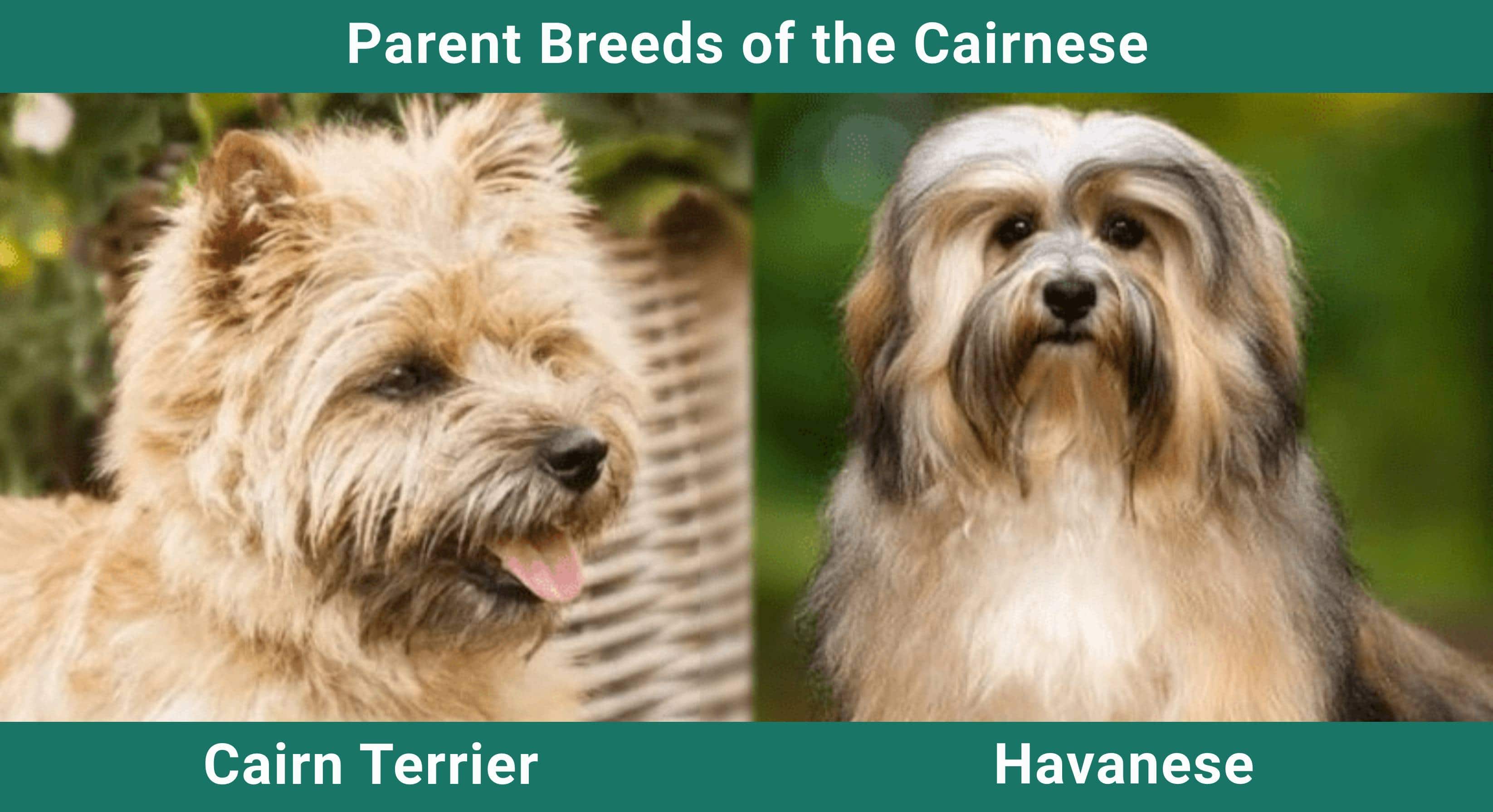 Parent_breeds_Cairnese