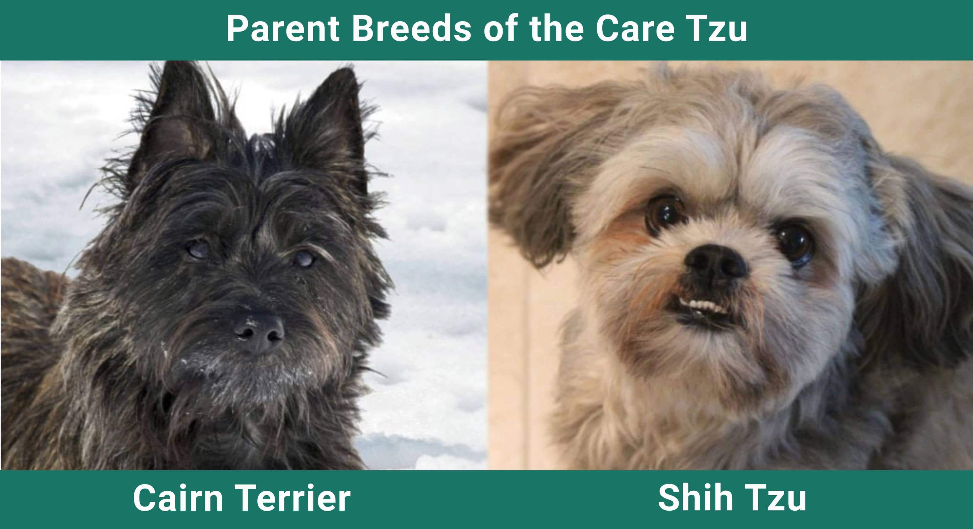 Parent_breeds_Care Tzu