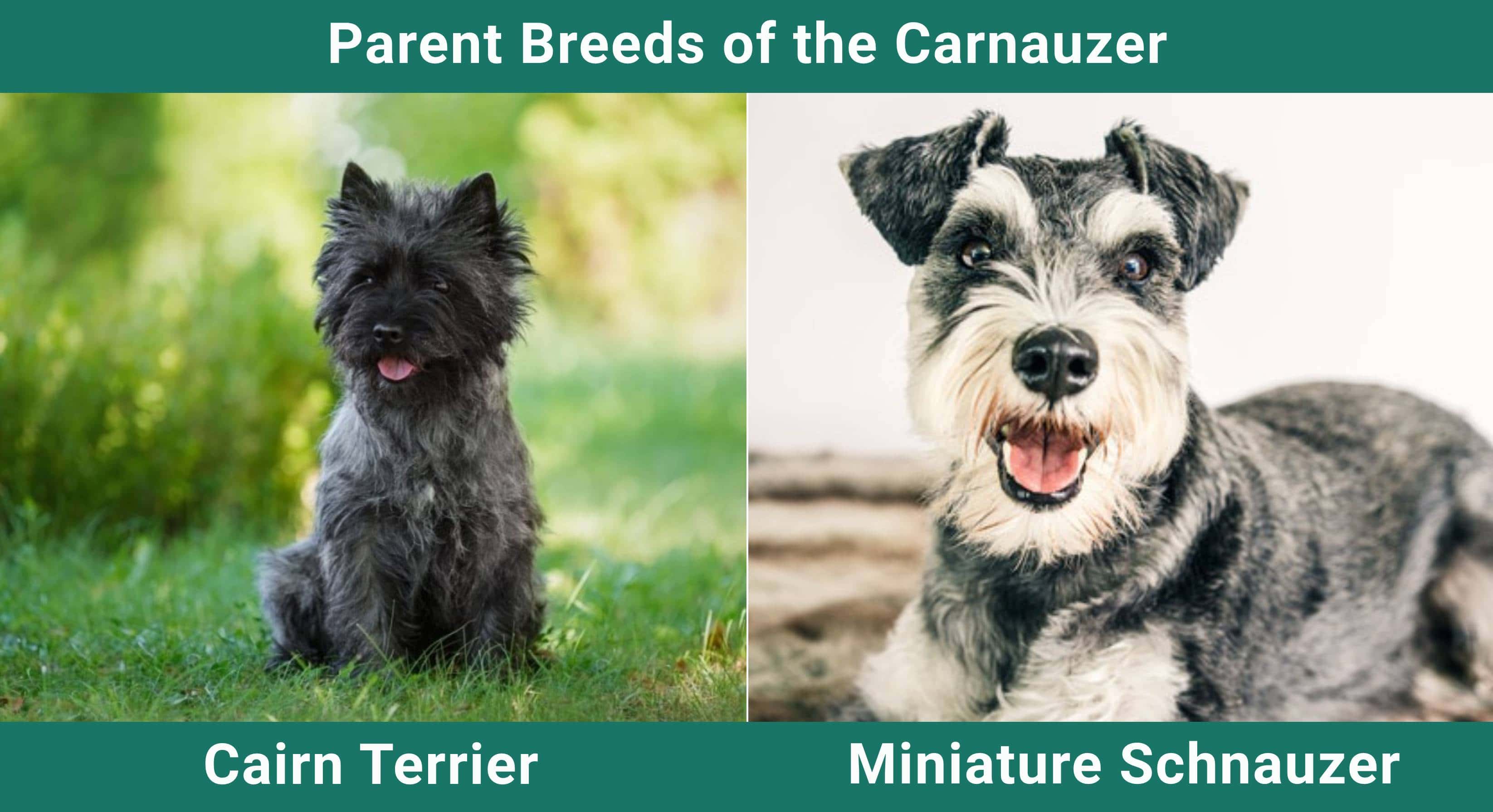 Parent_breeds_Carnauzer