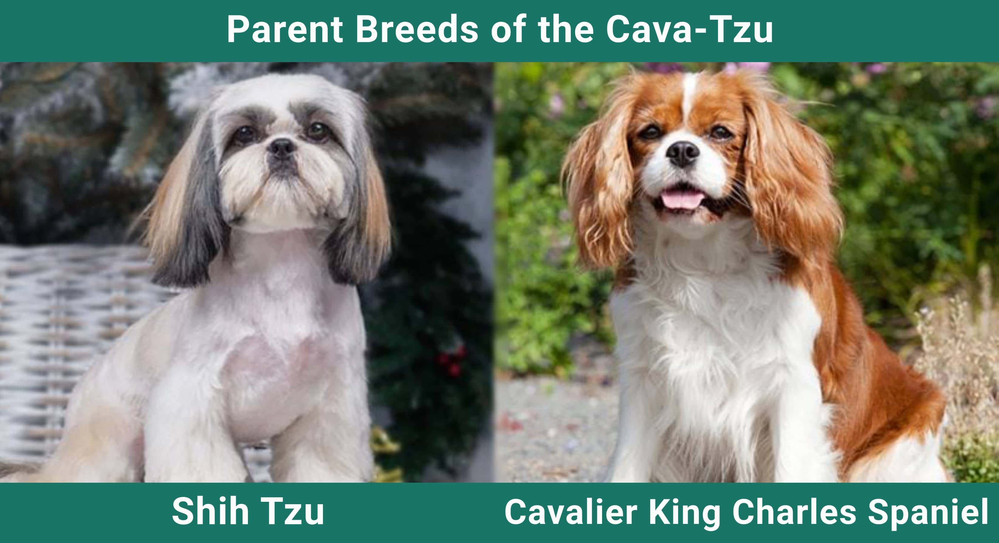 Parent_breeds_Cava Tzu