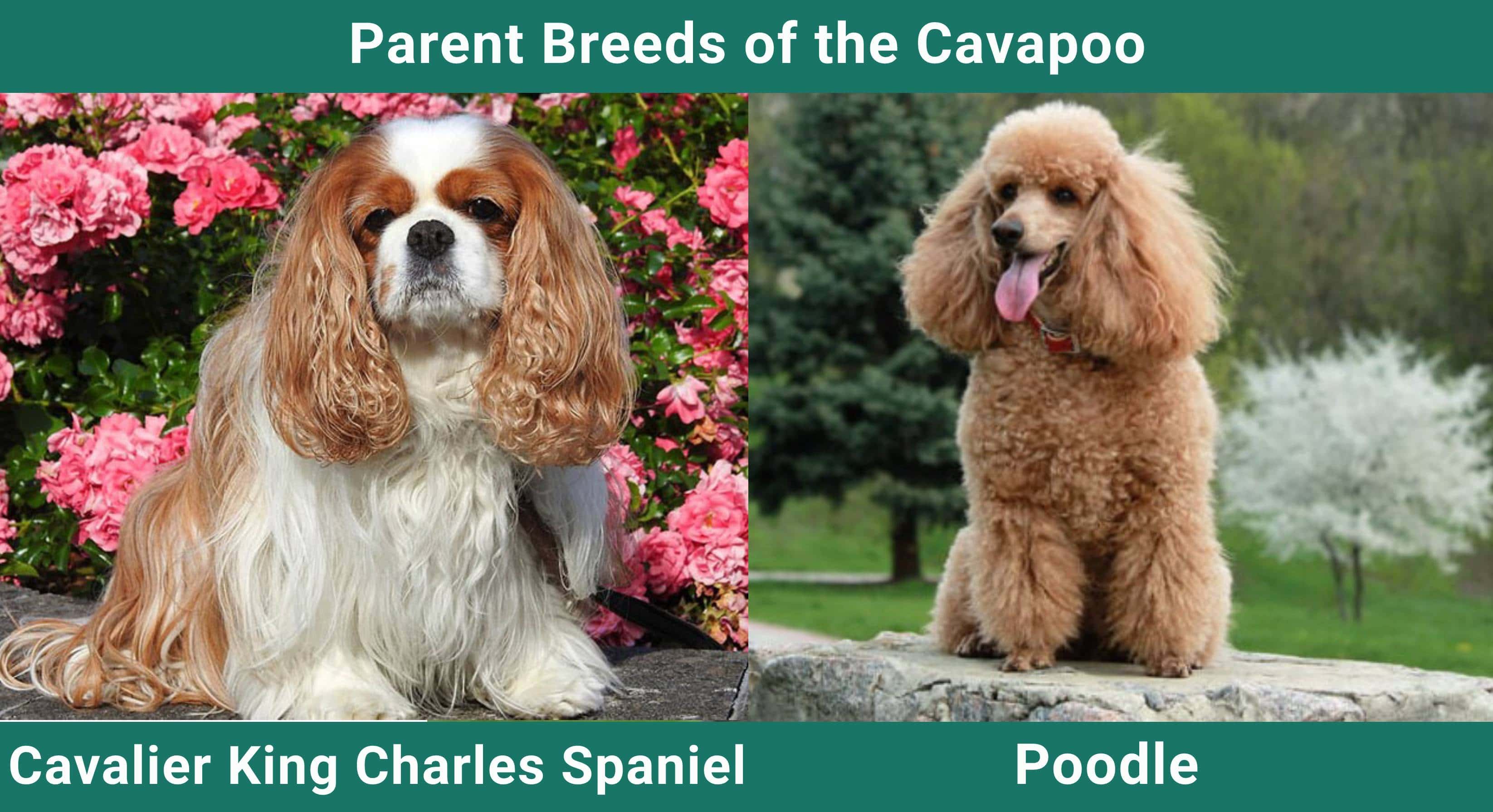 Parent_breeds_Cavapoo