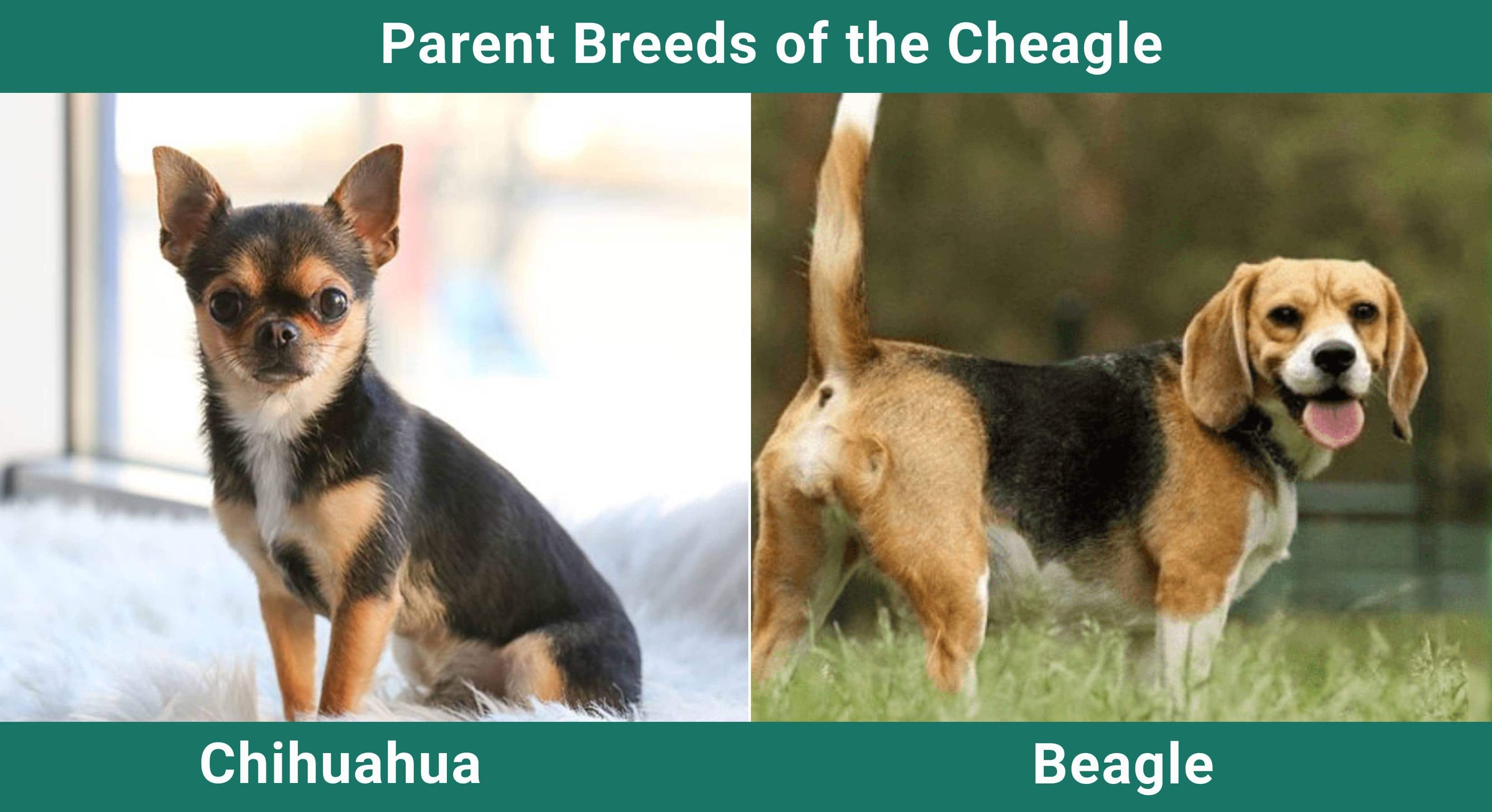 Parent_breeds_Cheagle