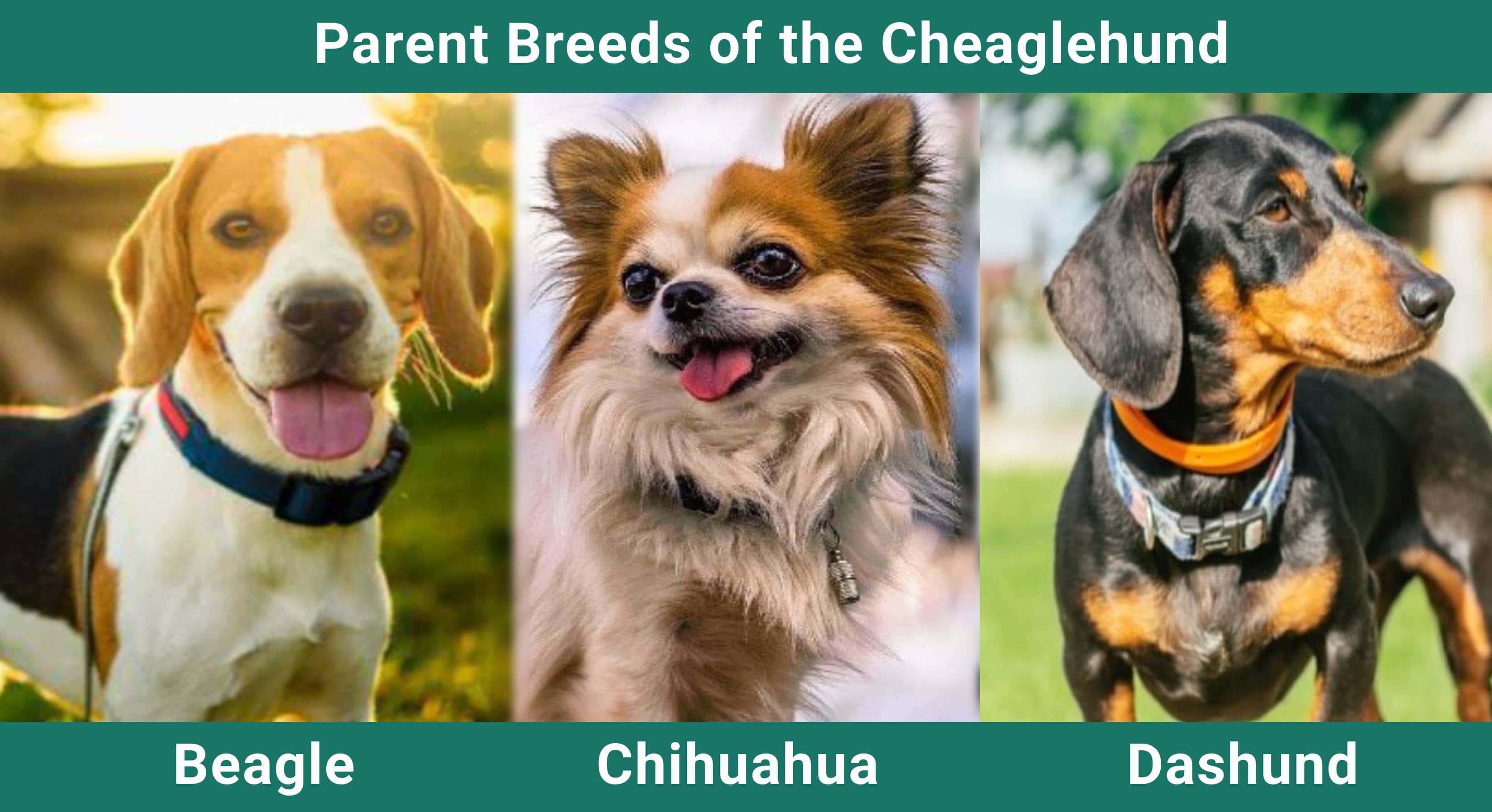 Parent_breeds_Cheaglehund