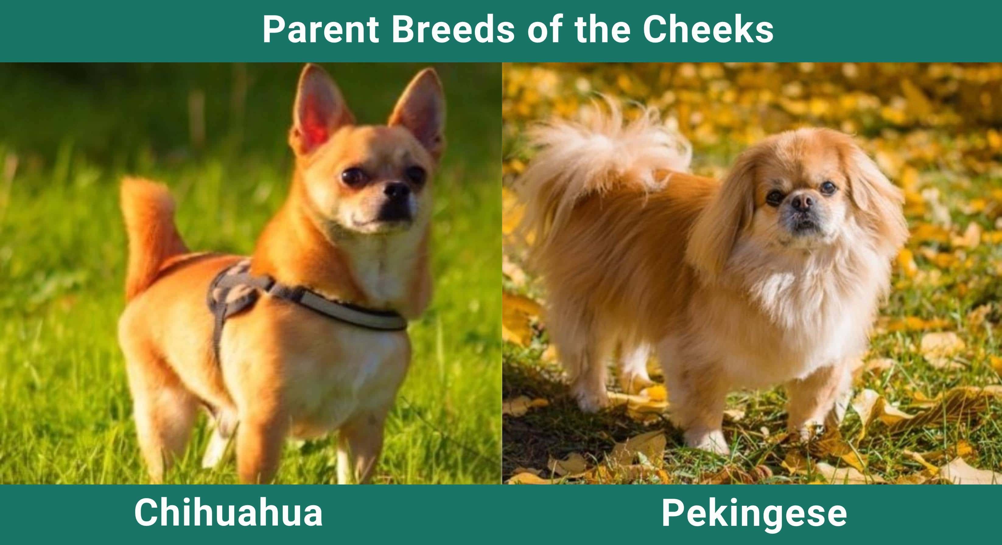 Parent_breeds_Cheeks