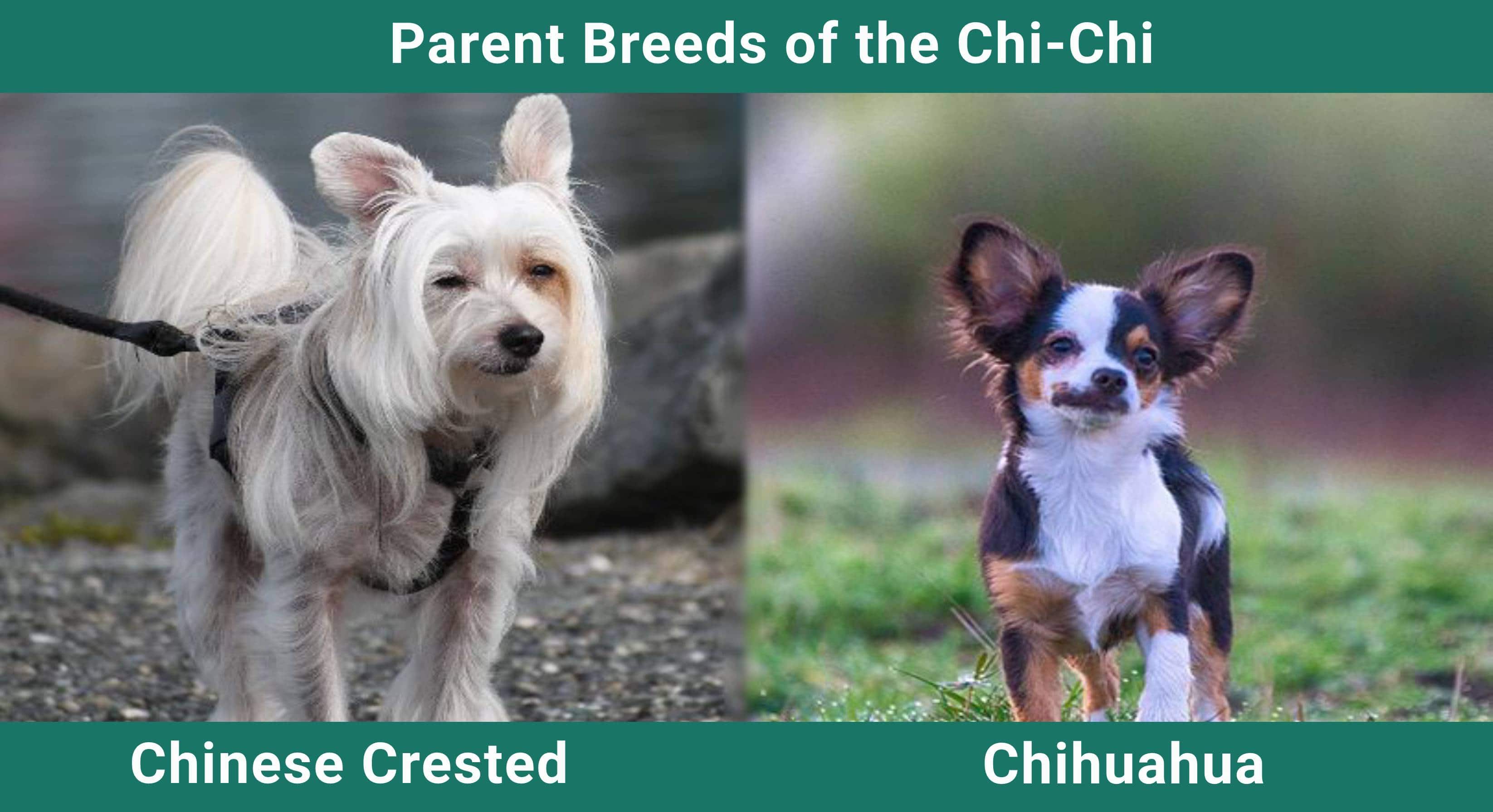 Parent_breeds_Chi-Chi