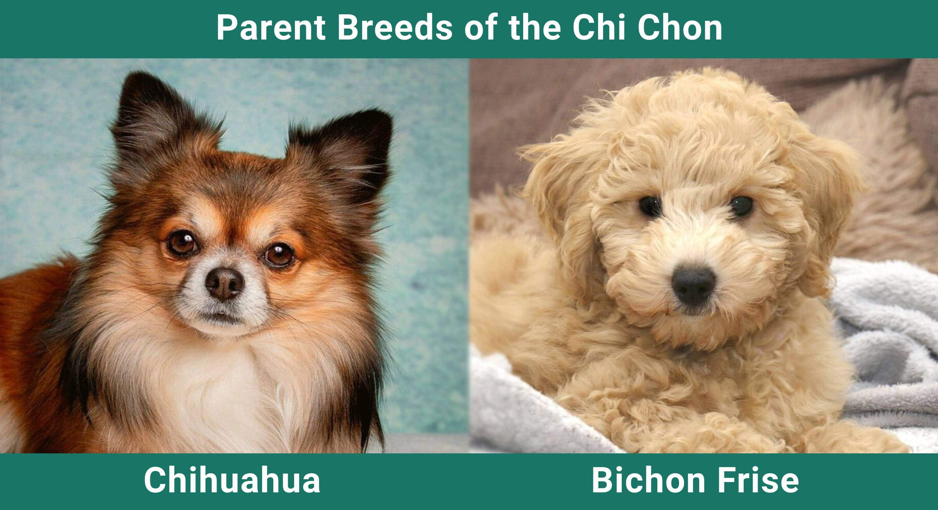 Chi Chon - Chihuahua and Bichon Frise Mix