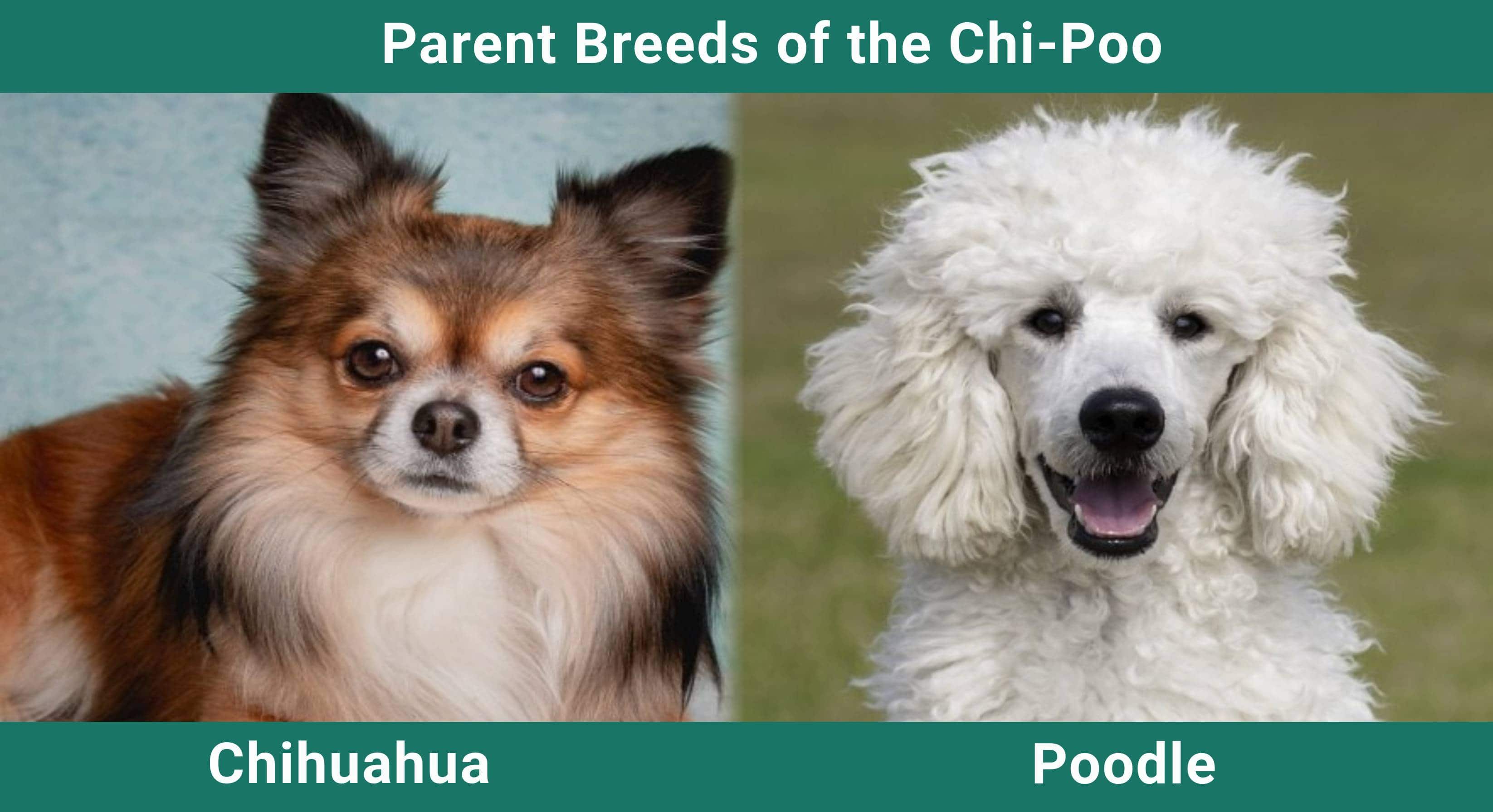 Parent_breeds_Chi-Poo