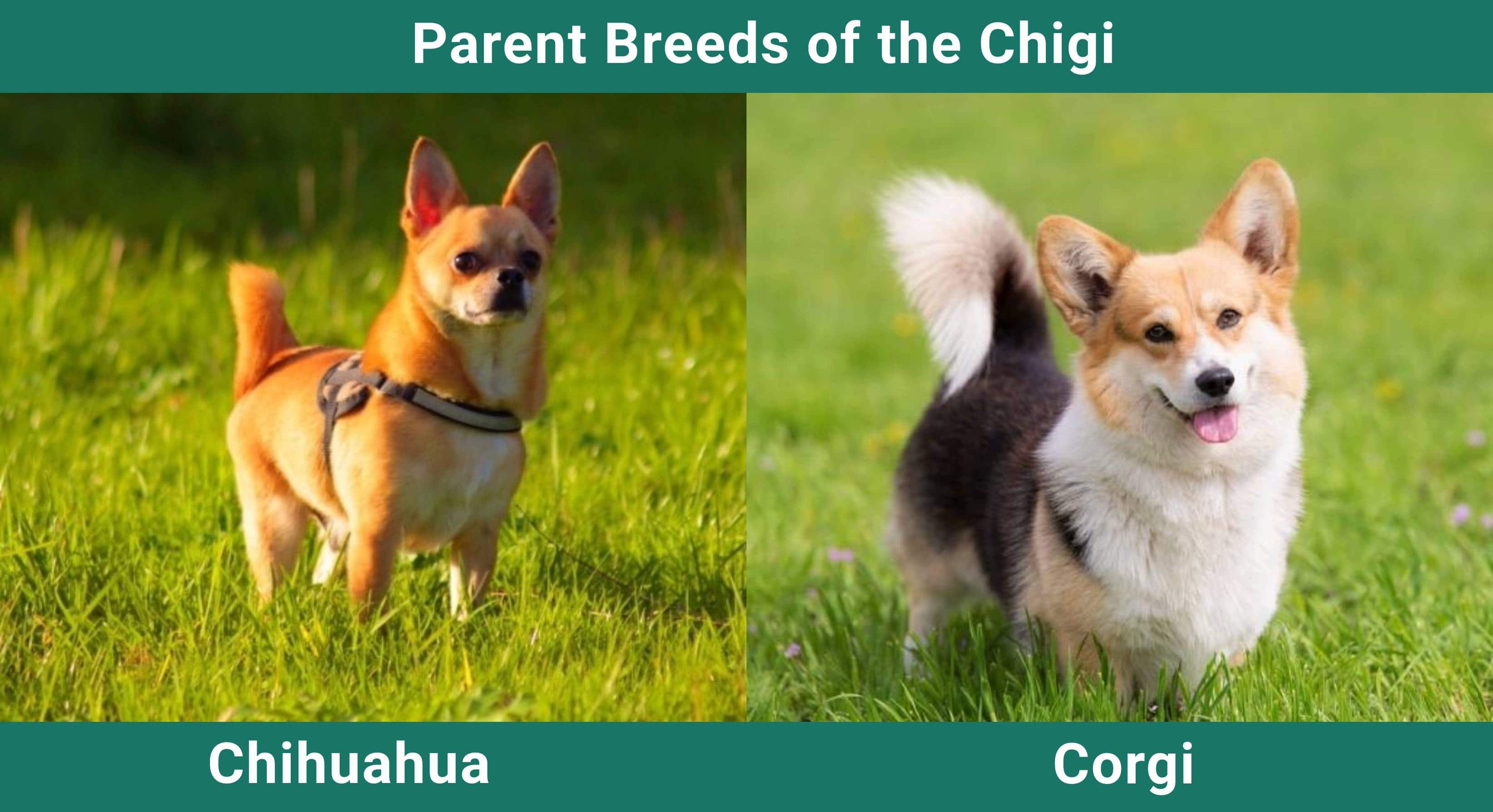 Parent_breeds_Chigi