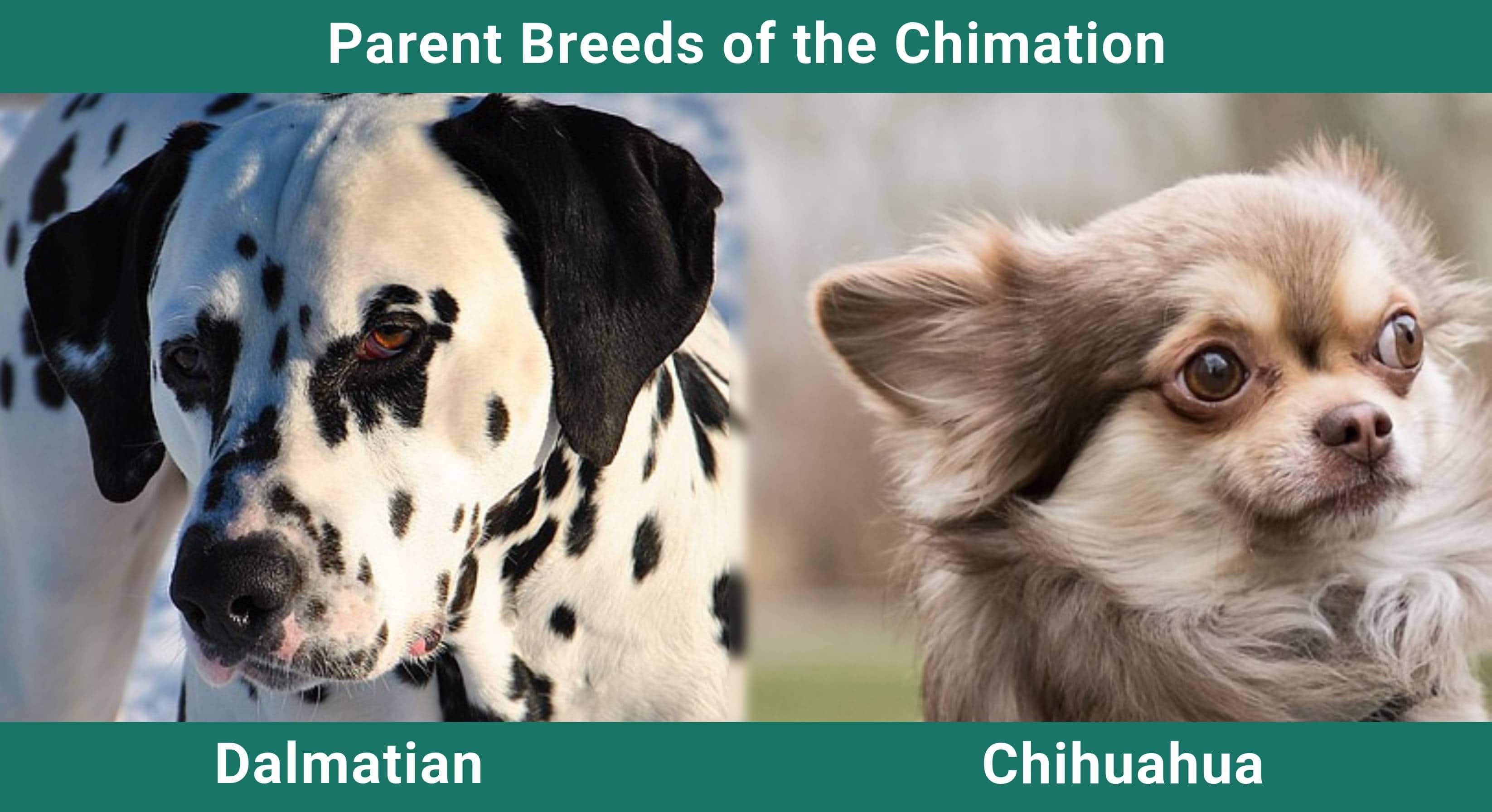 Parent_breeds_Chimation