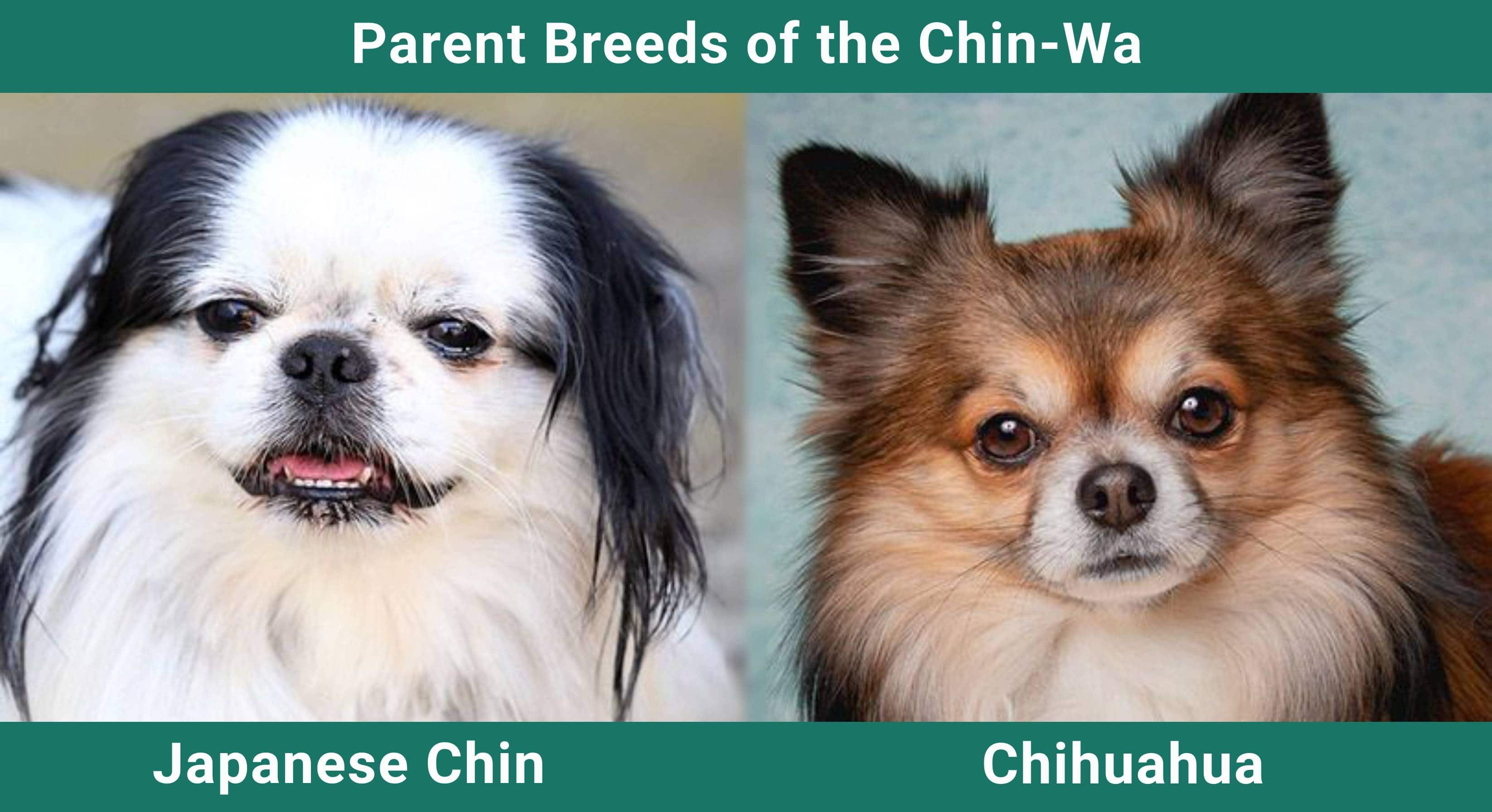 Parent_breeds_Chin-Wa