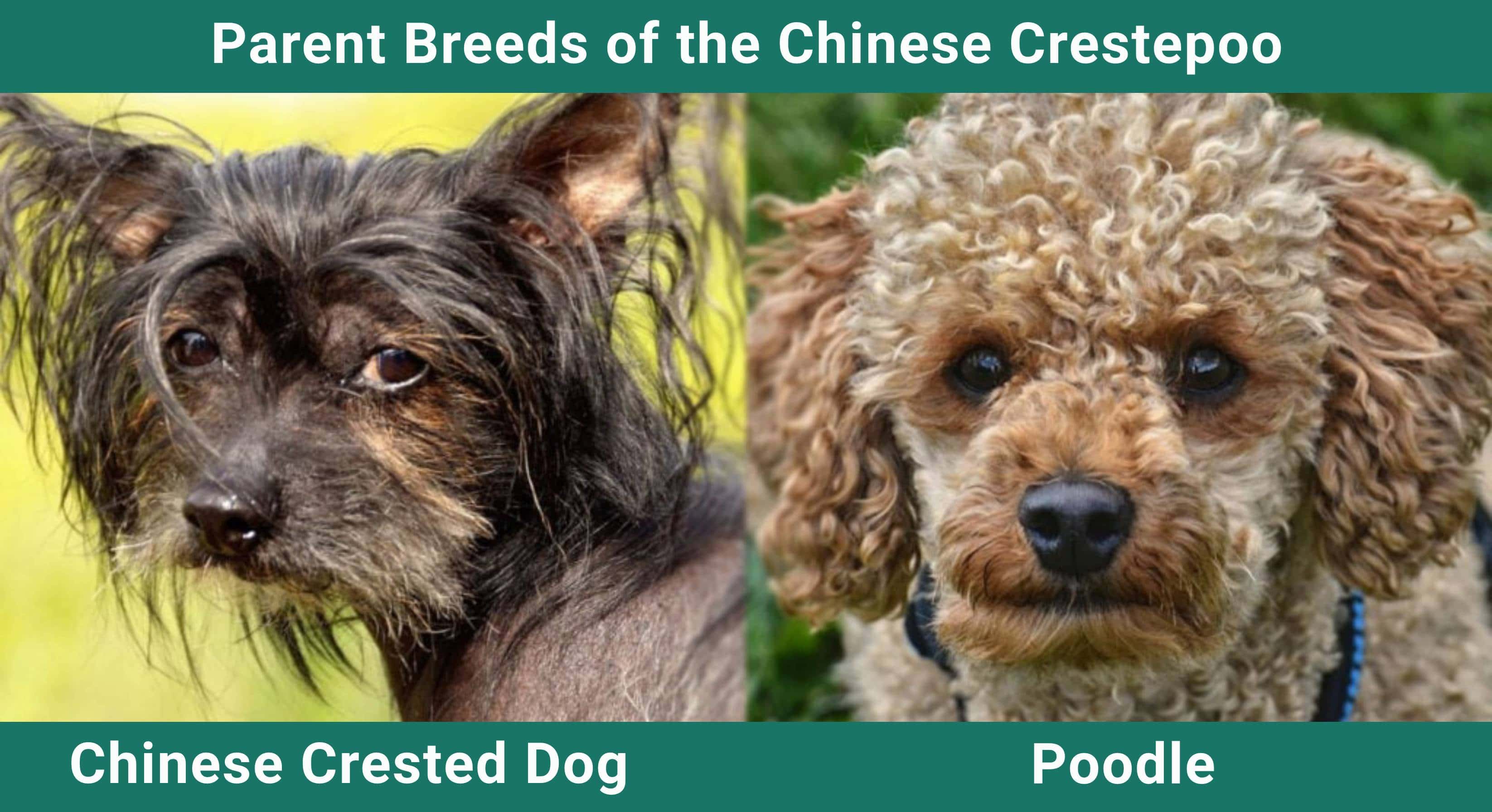 Parent_breeds_Chinese Crestepoo