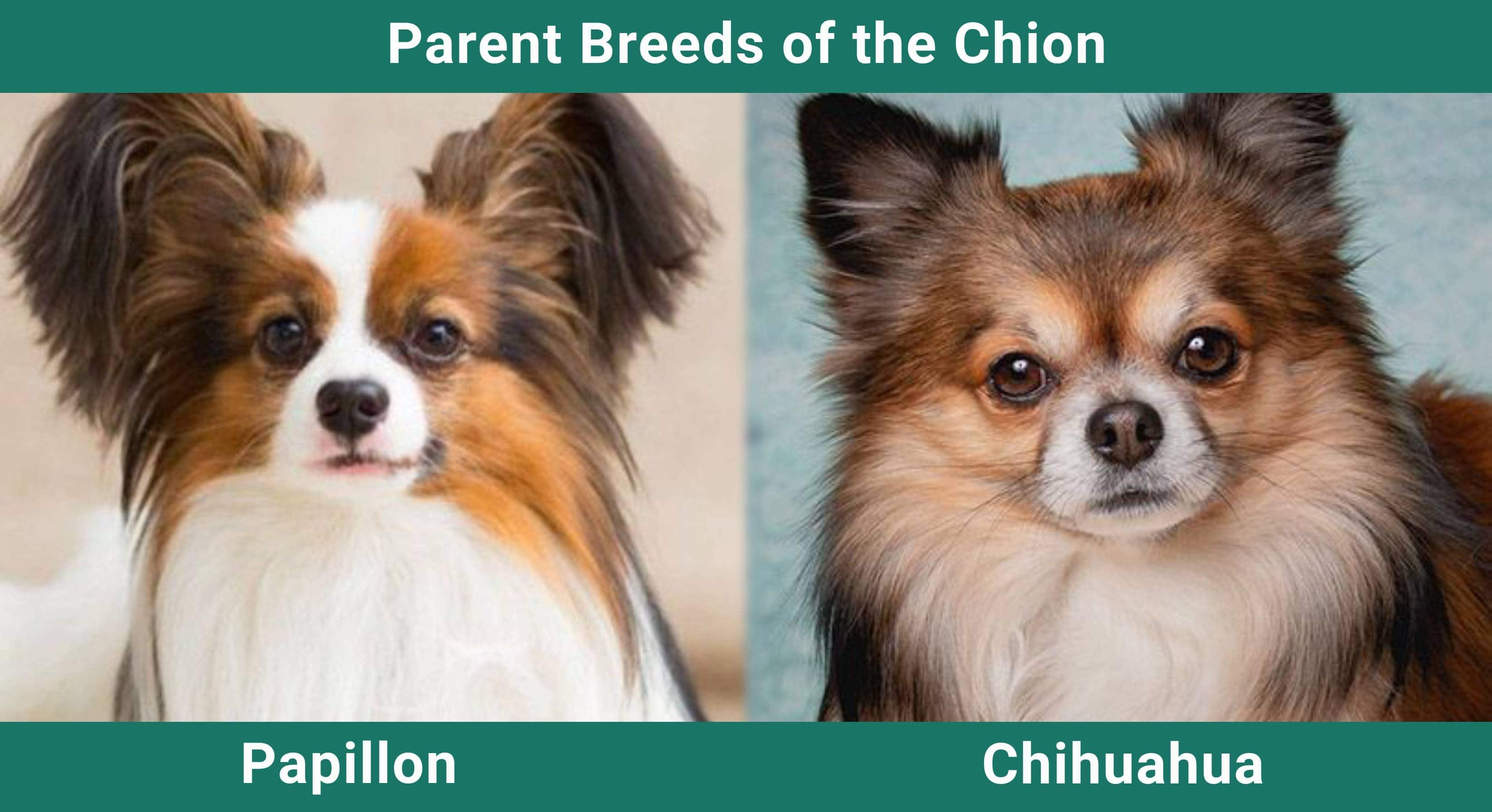 Parent_breeds_Chion
