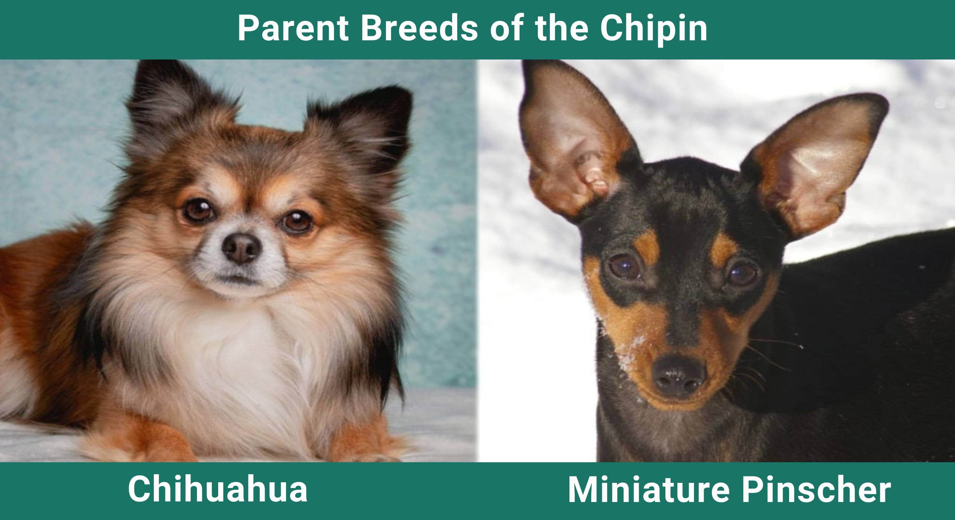 Parent_breeds_Chipin