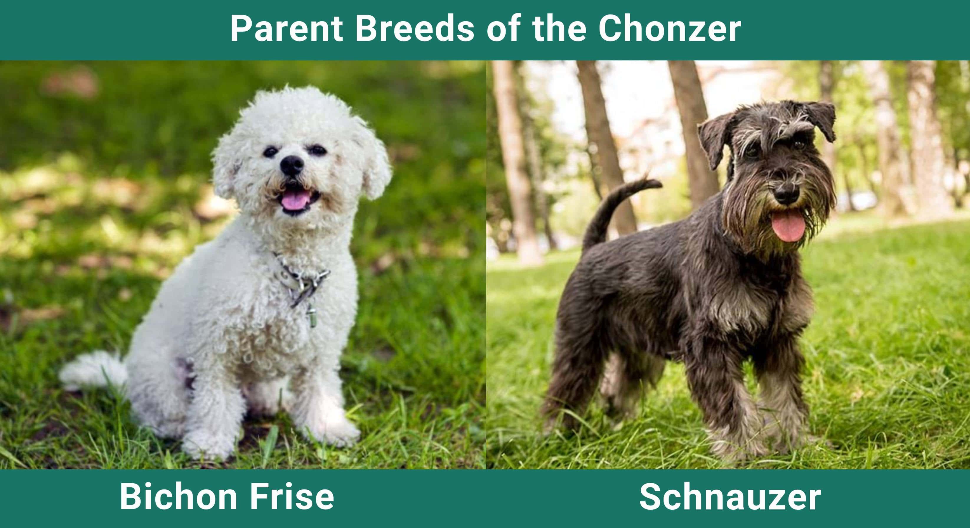 Parent_breeds_Chonzer