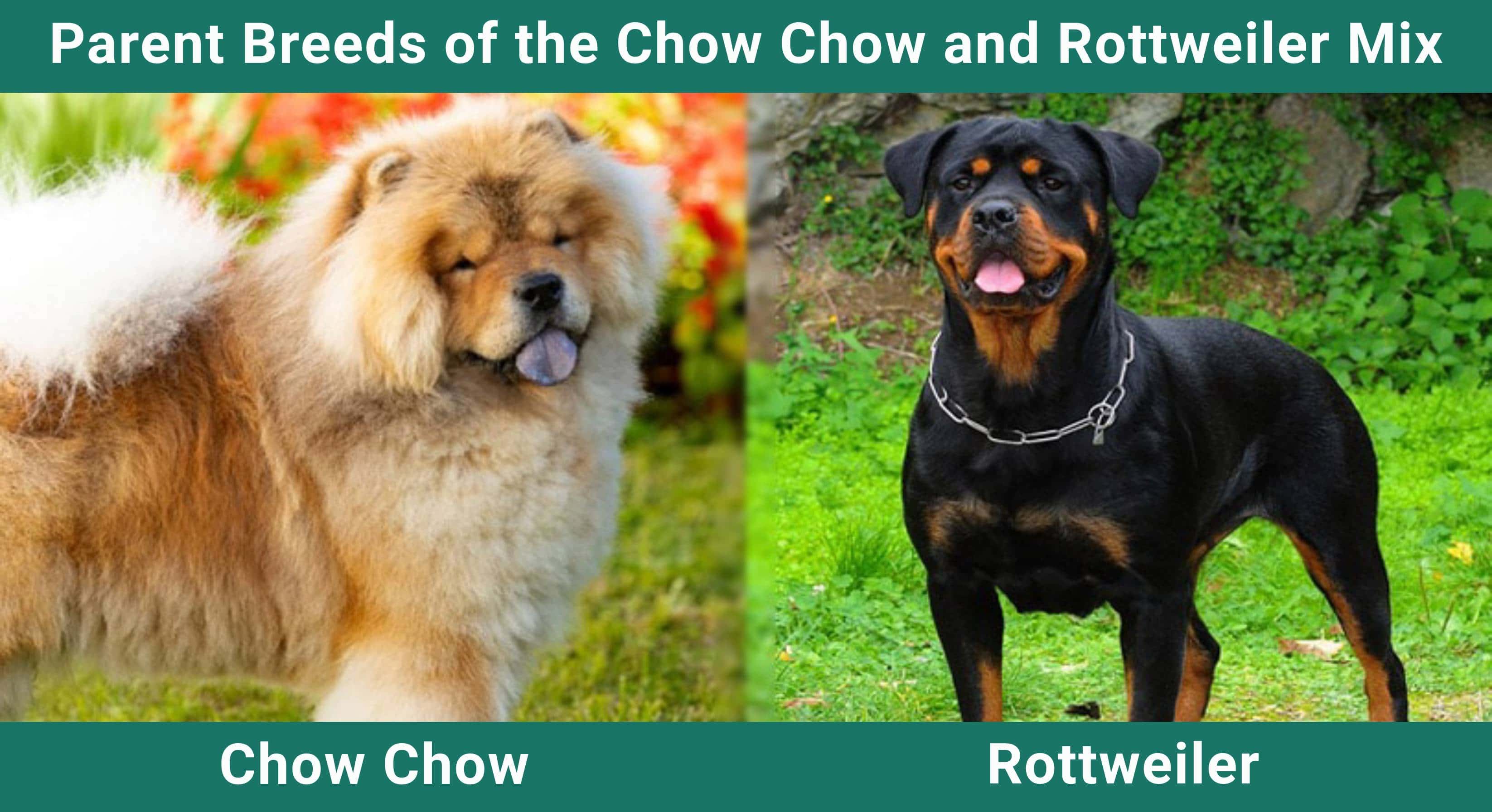 Parent_breeds_Chow Chow and Rottweiler Mix