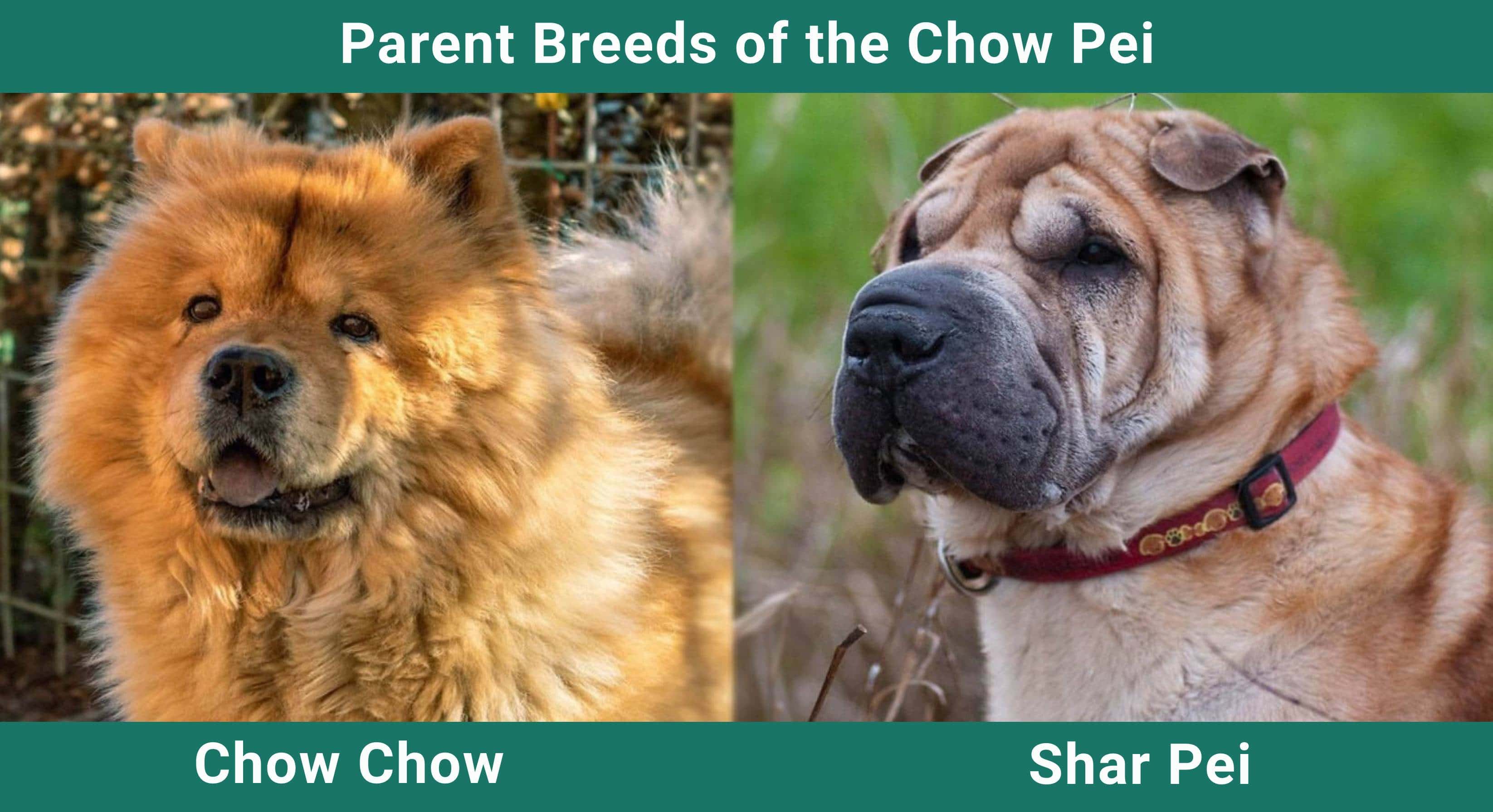 Parent_breeds_Chow-Pei