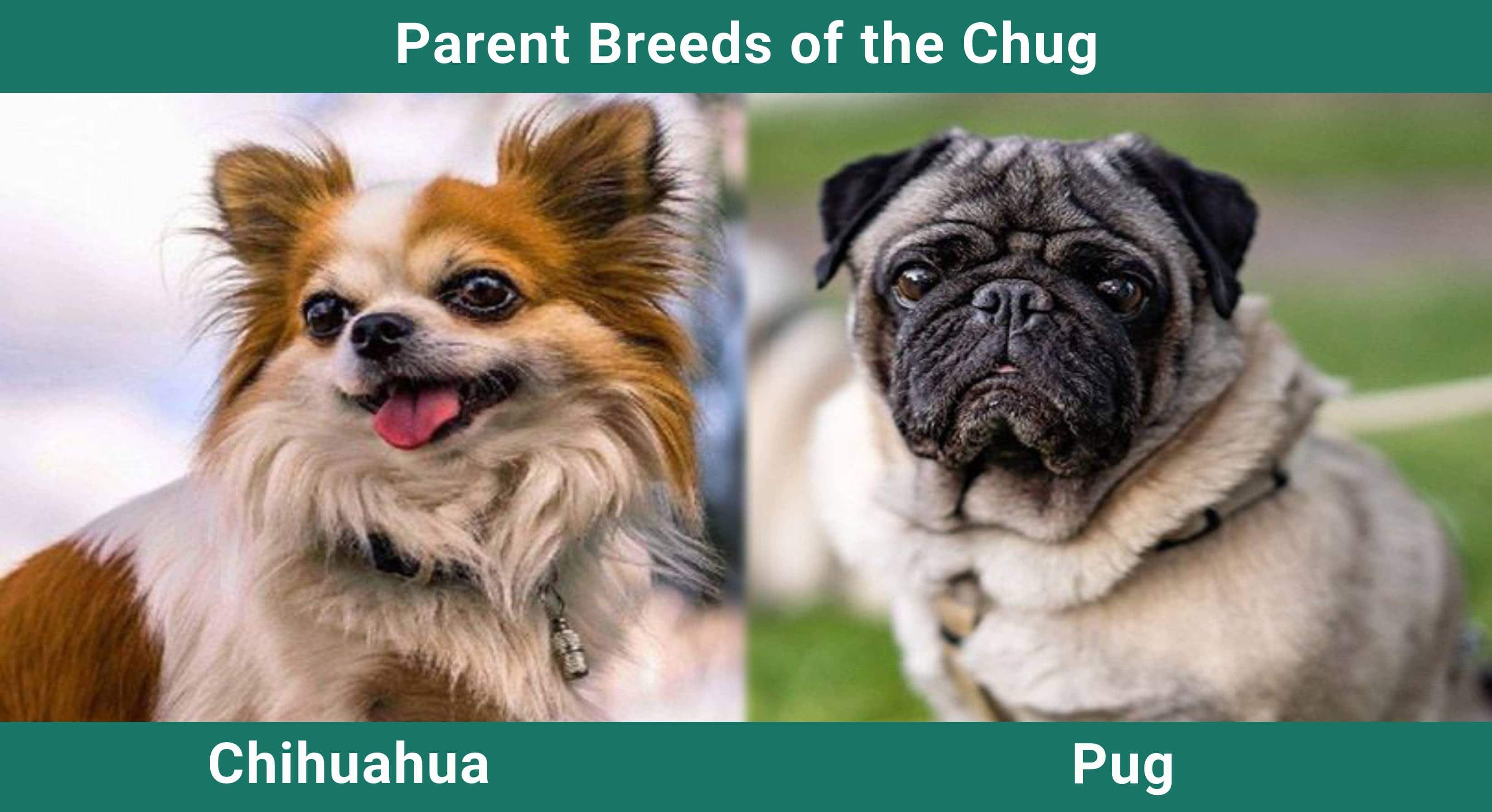 Parent_breeds_Chug
