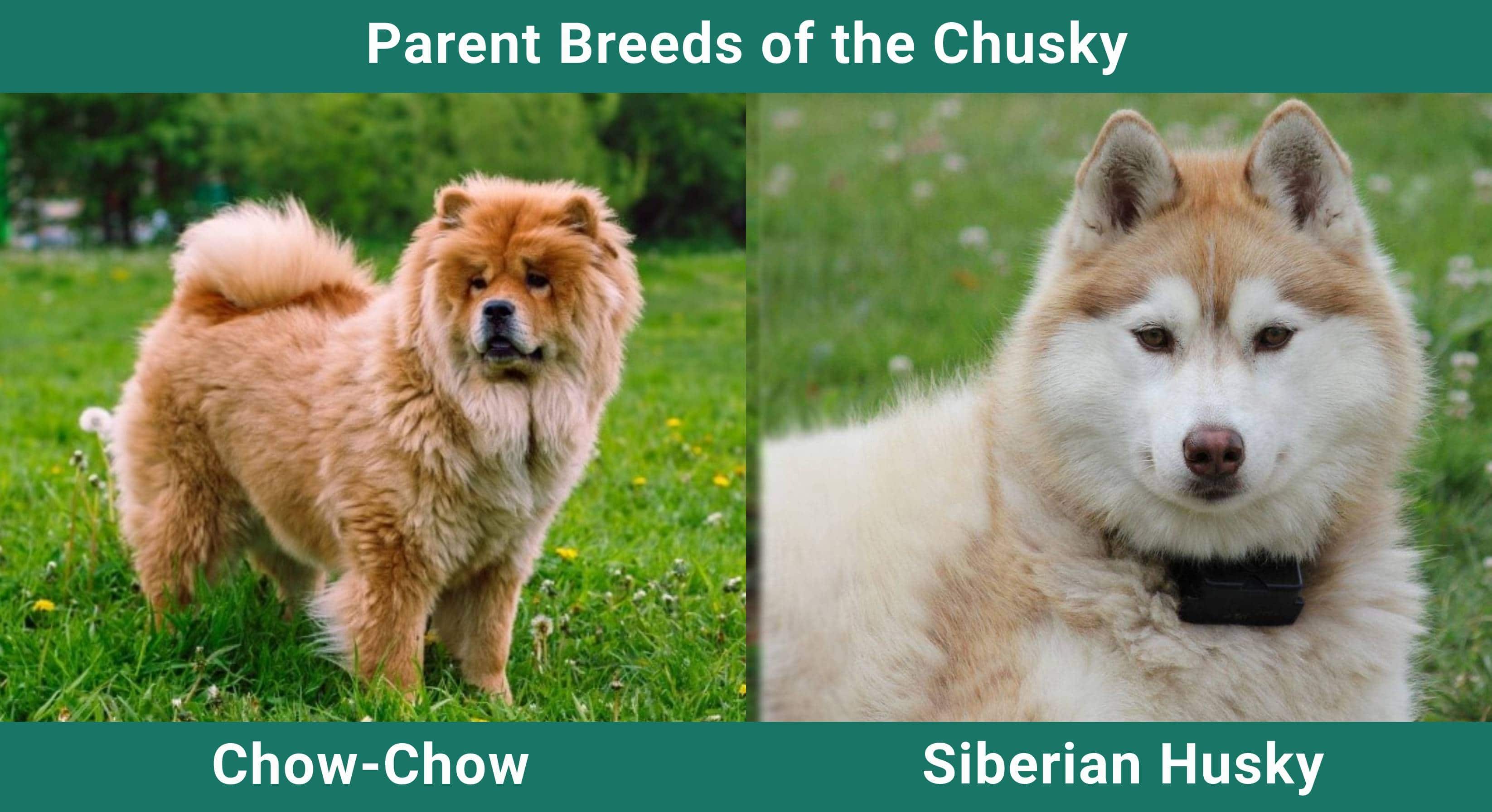 Parent_breeds_Chusky