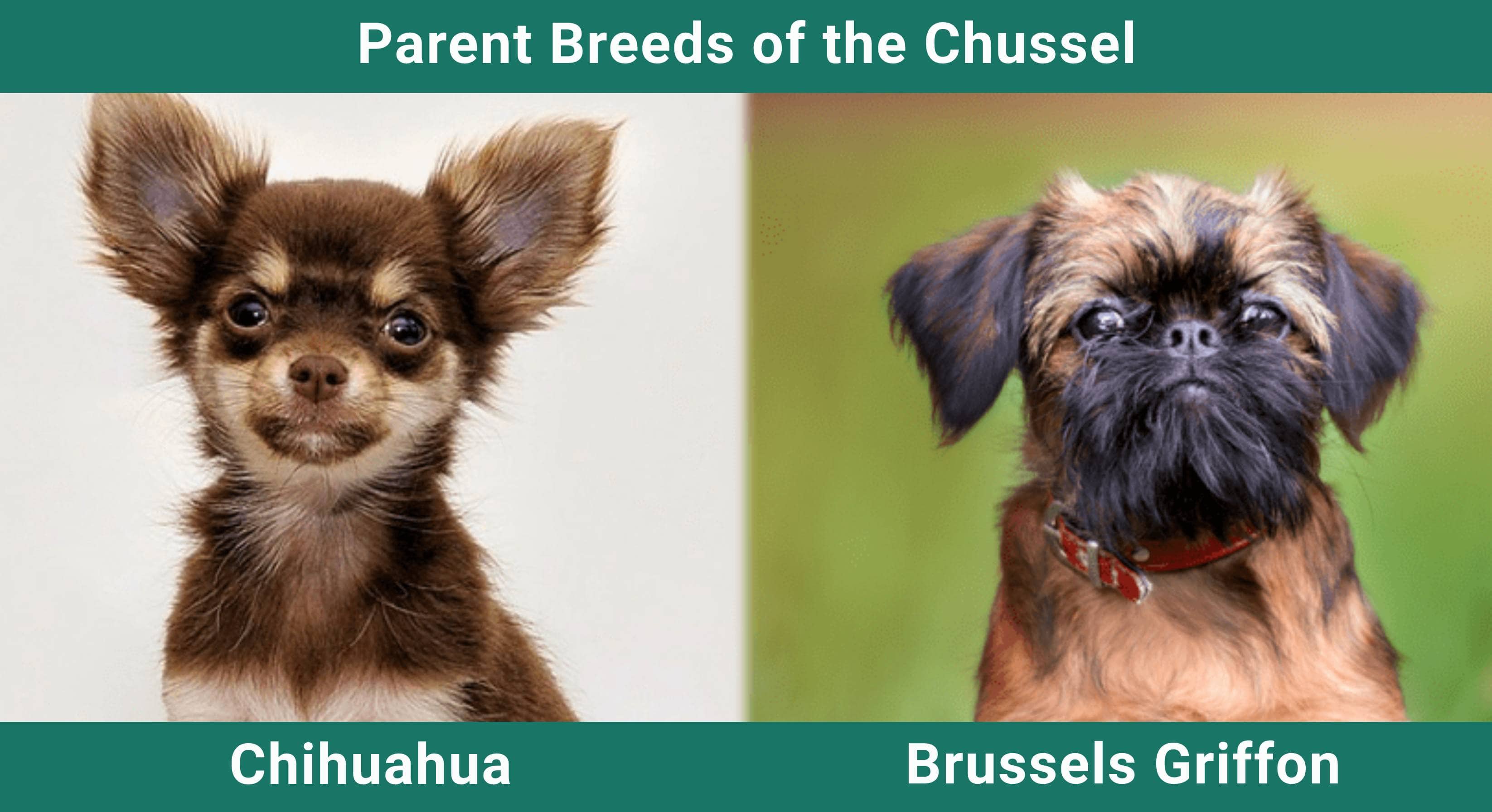Parent_breeds_Chussel