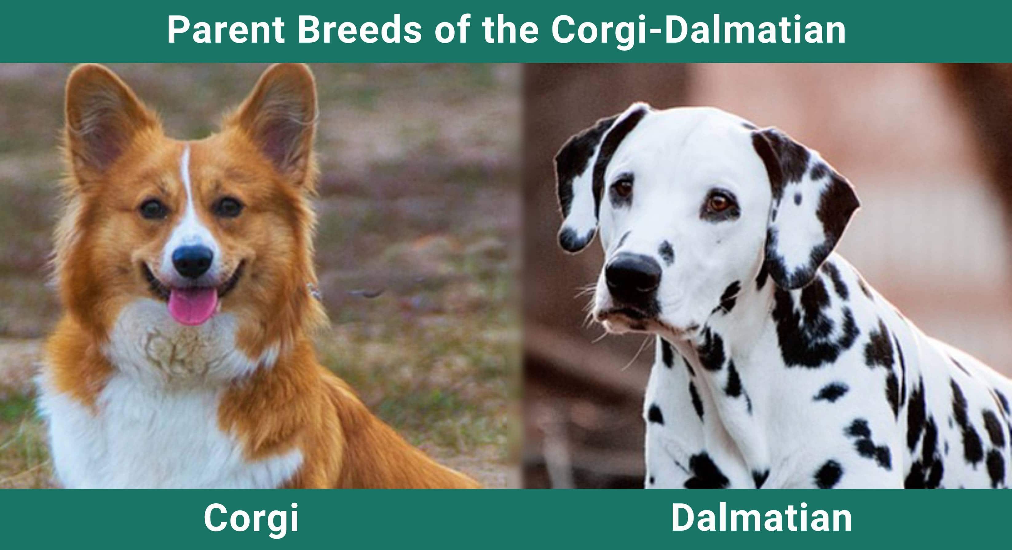 Parent_breeds_Corgi-Dalmatian