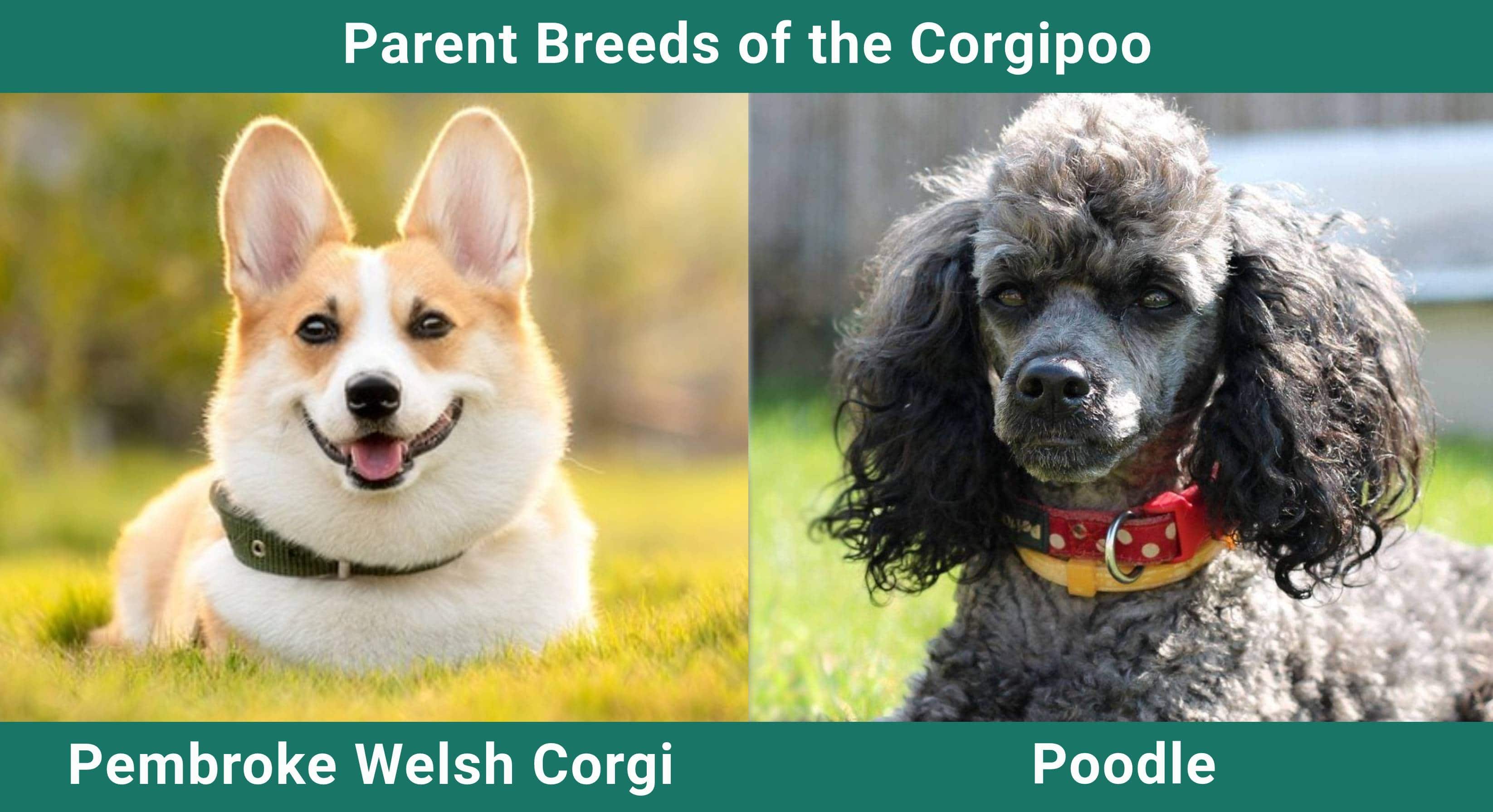 Parent_breeds_Corgipoo