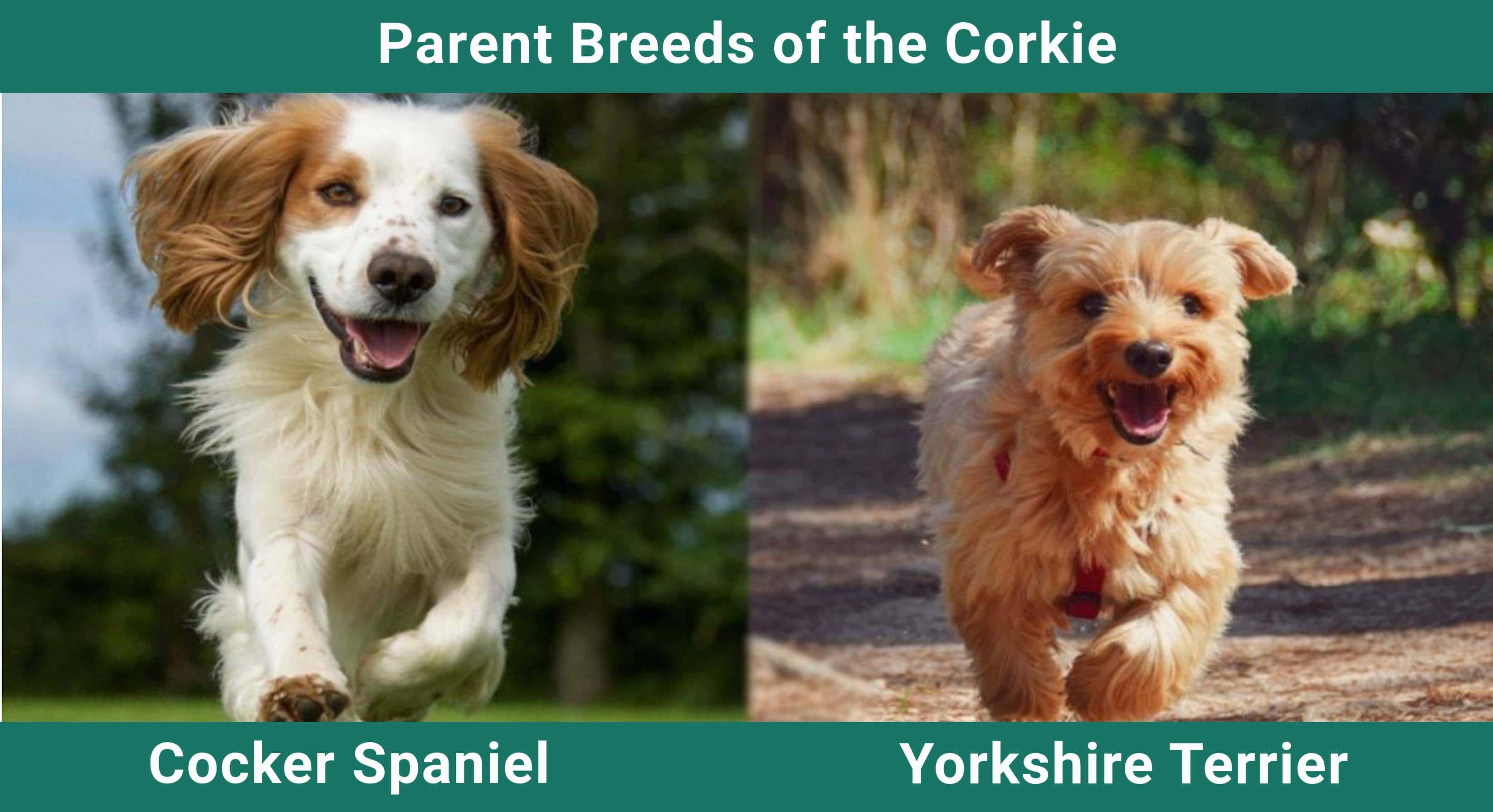 Parent_breeds_Corkie