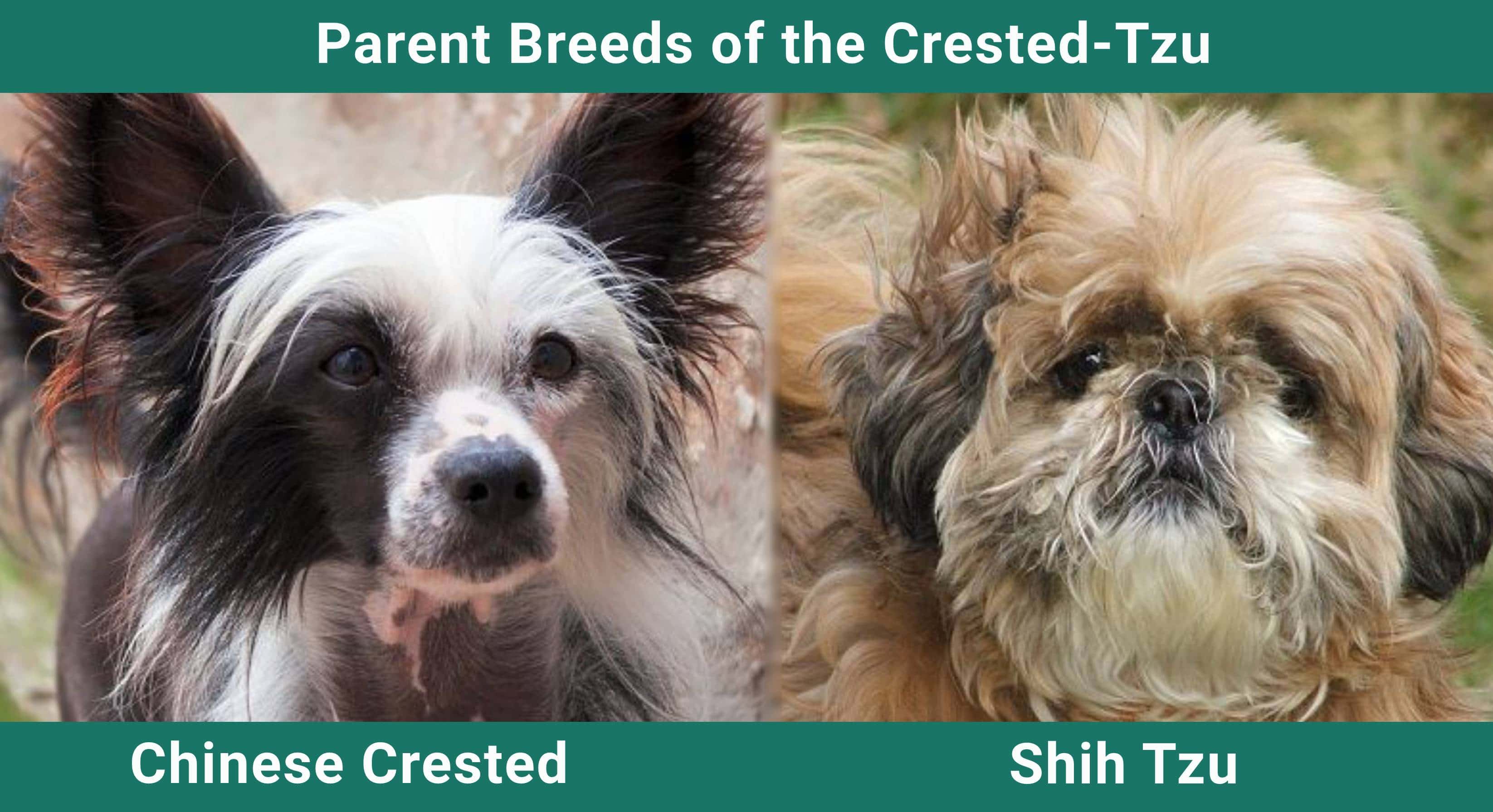 Parent_breeds_Crested-Tzu