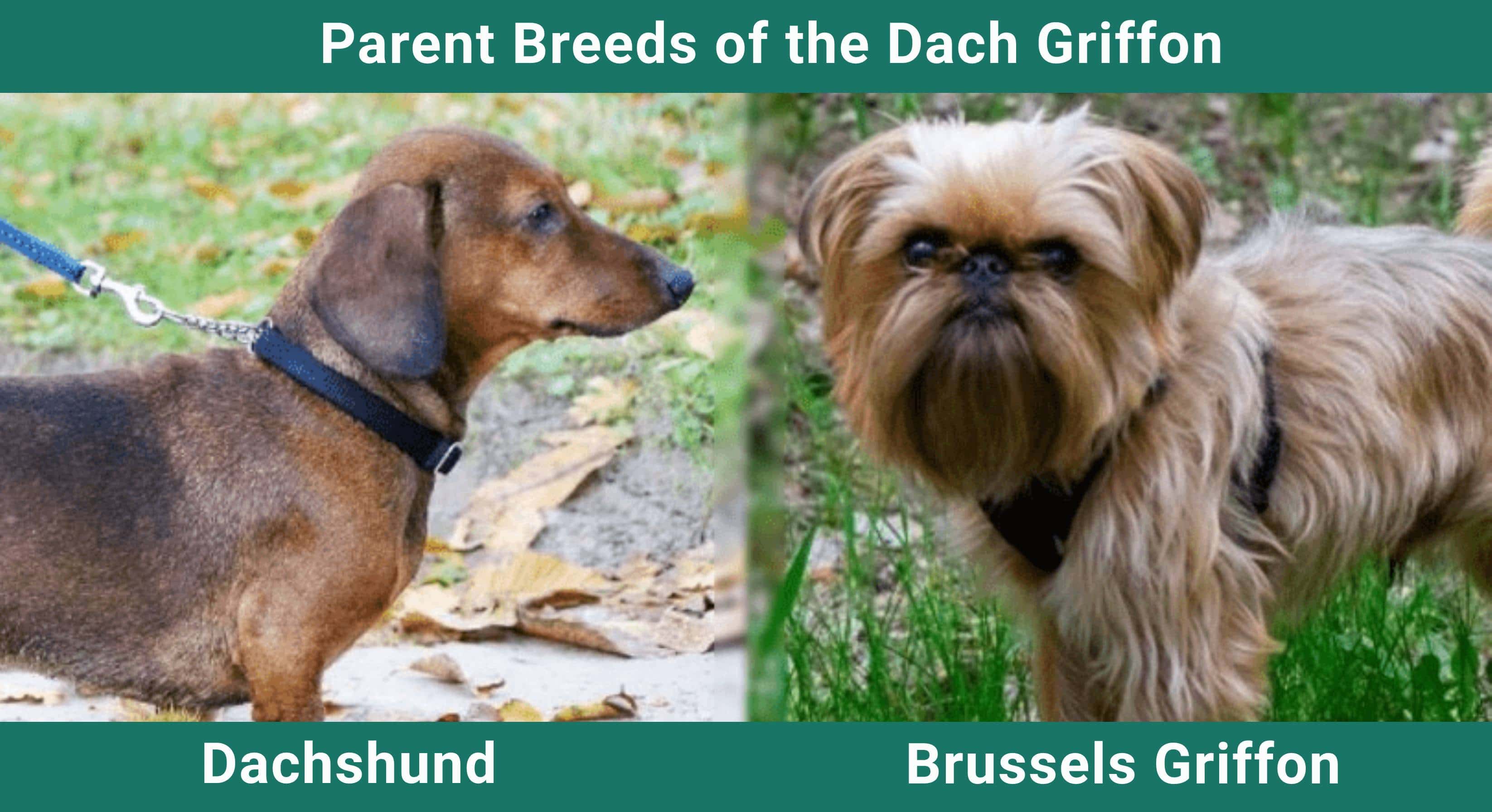 Parent_breeds_Dach Griffon