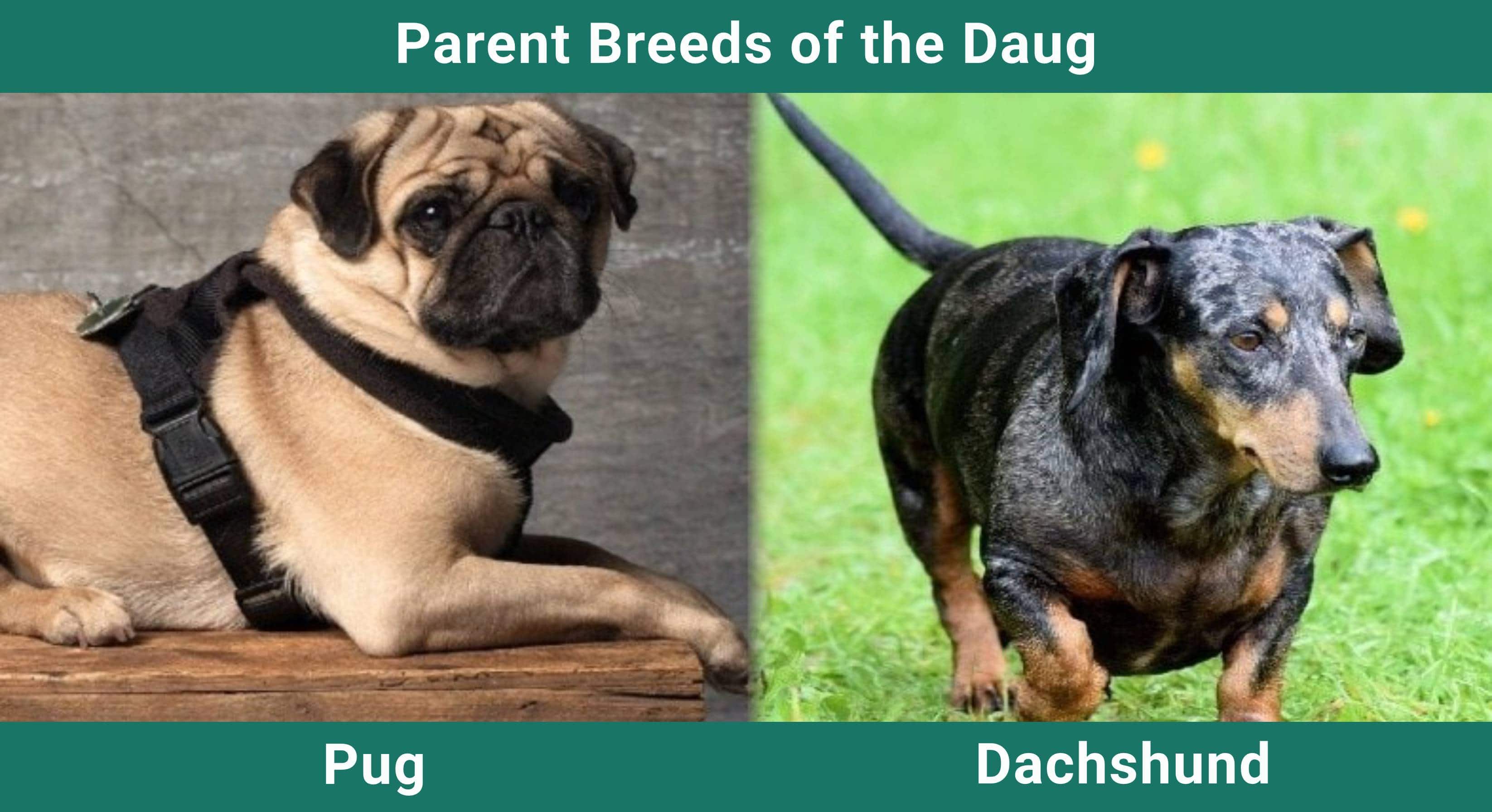 Parent_breeds_Daug
