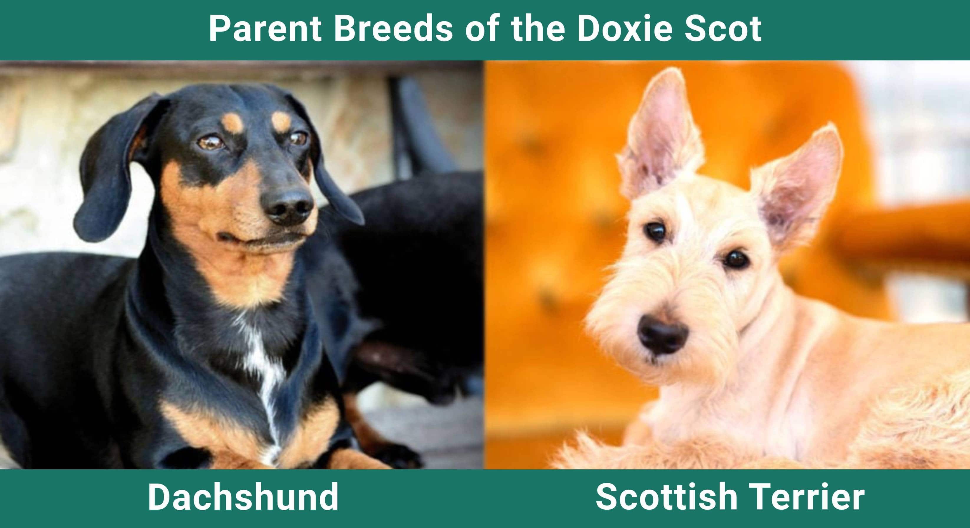 Parent_breeds_Doxie Scot (1)