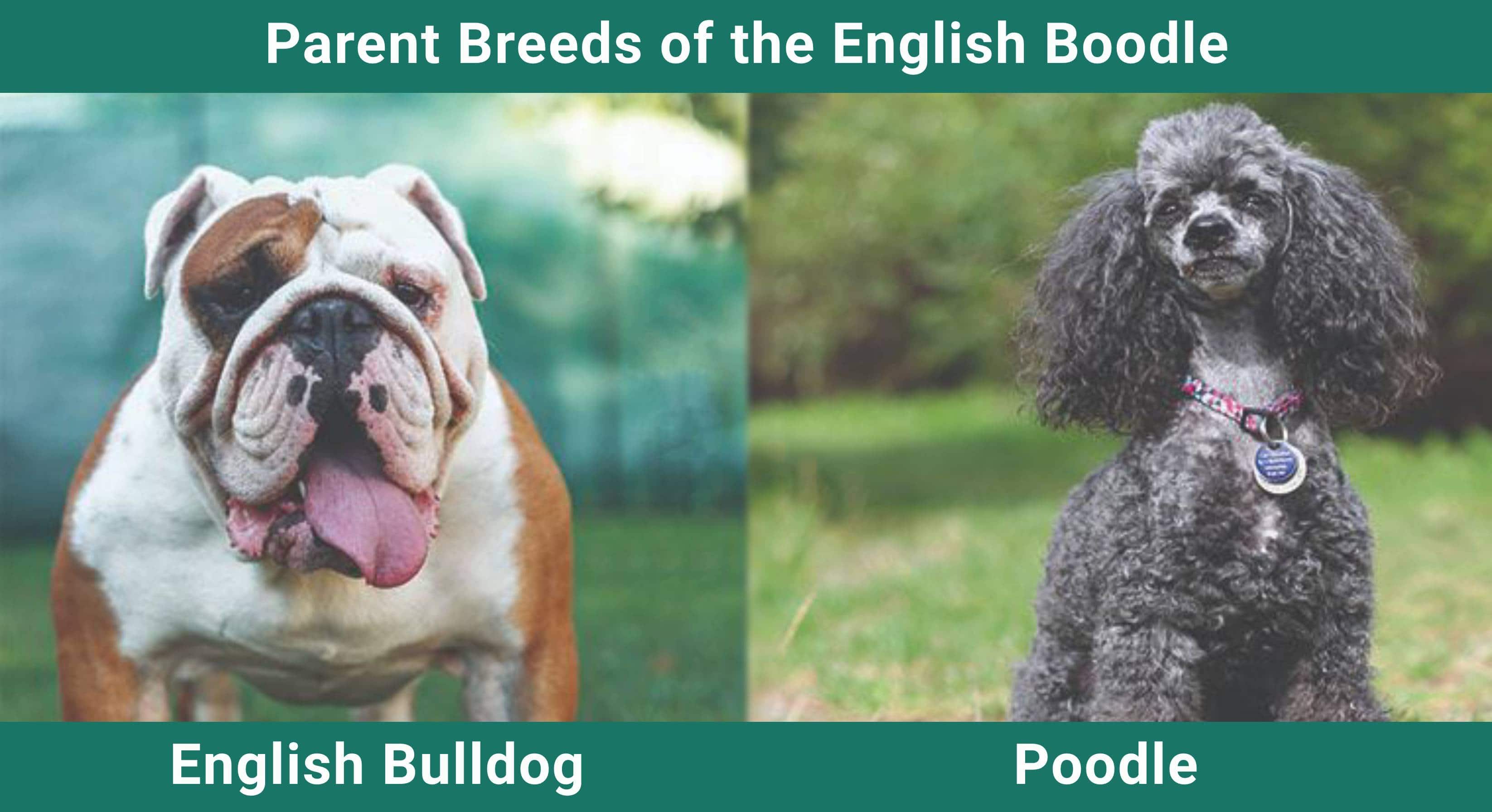 Parent_breeds_English Boodle