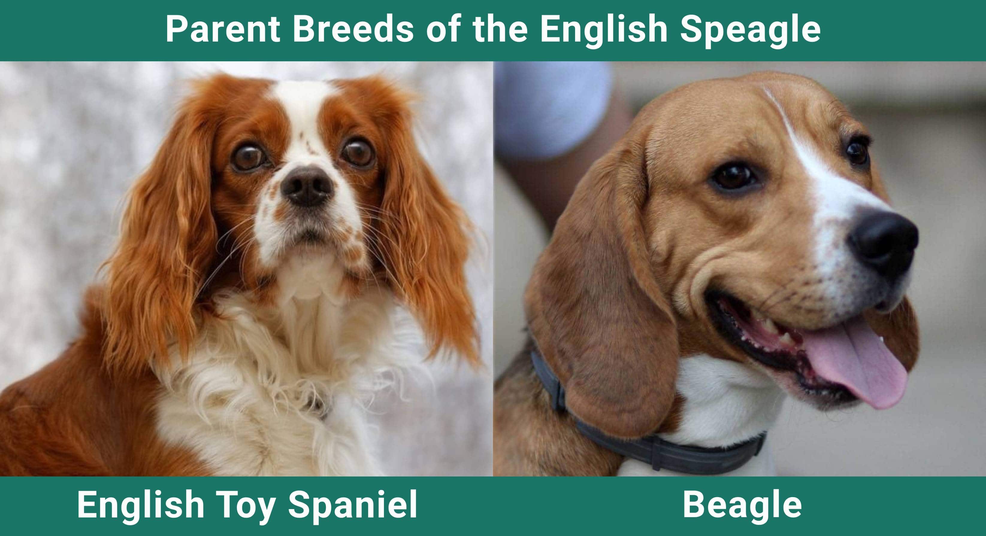 Parent_breeds_English Speagle