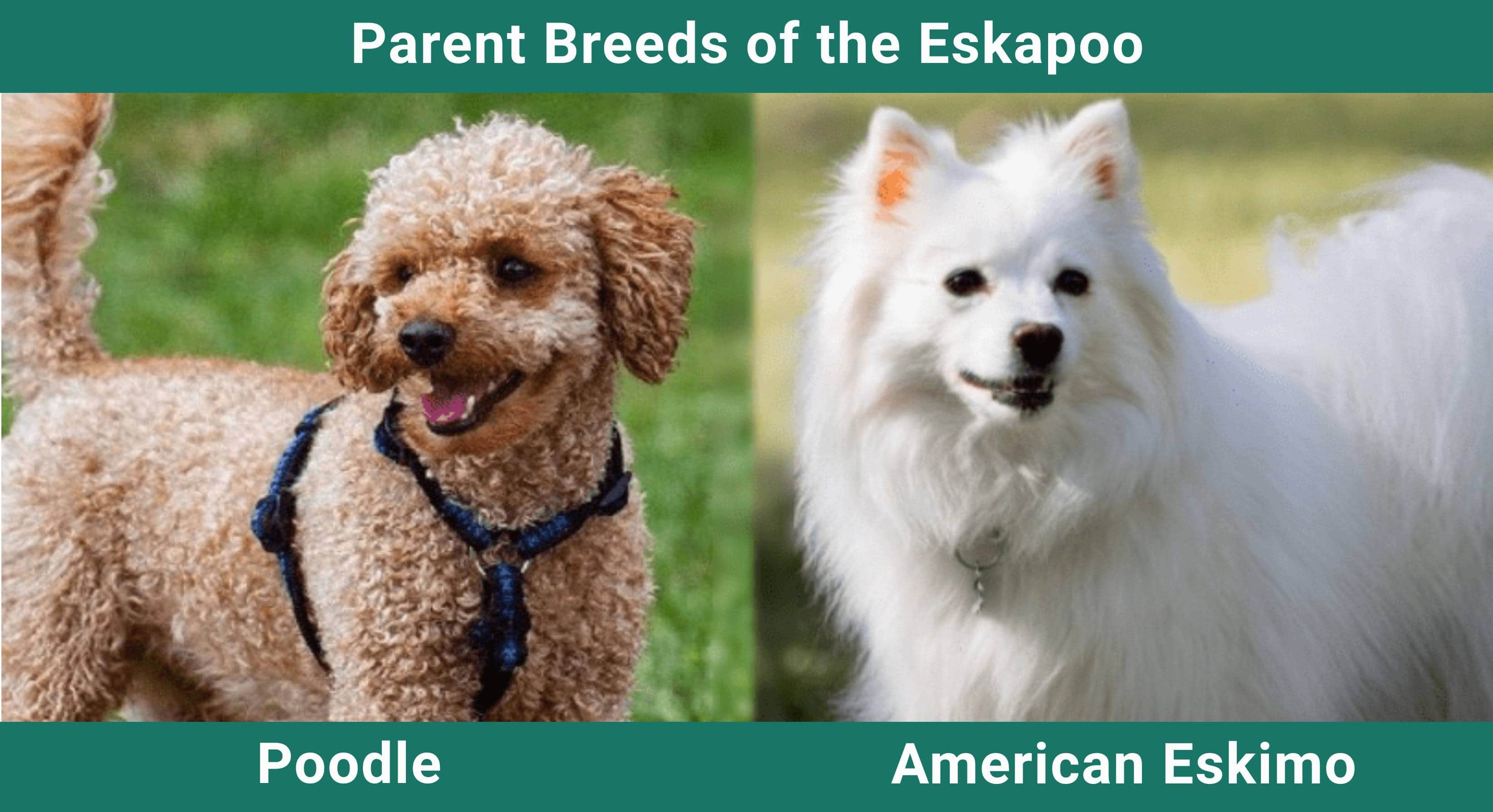 Parent_breeds_Eskapoo
