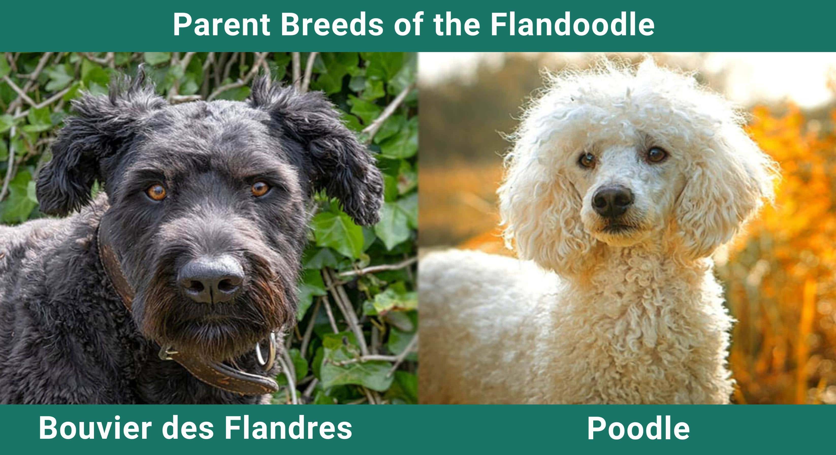 Parent_breeds_Flandoodle