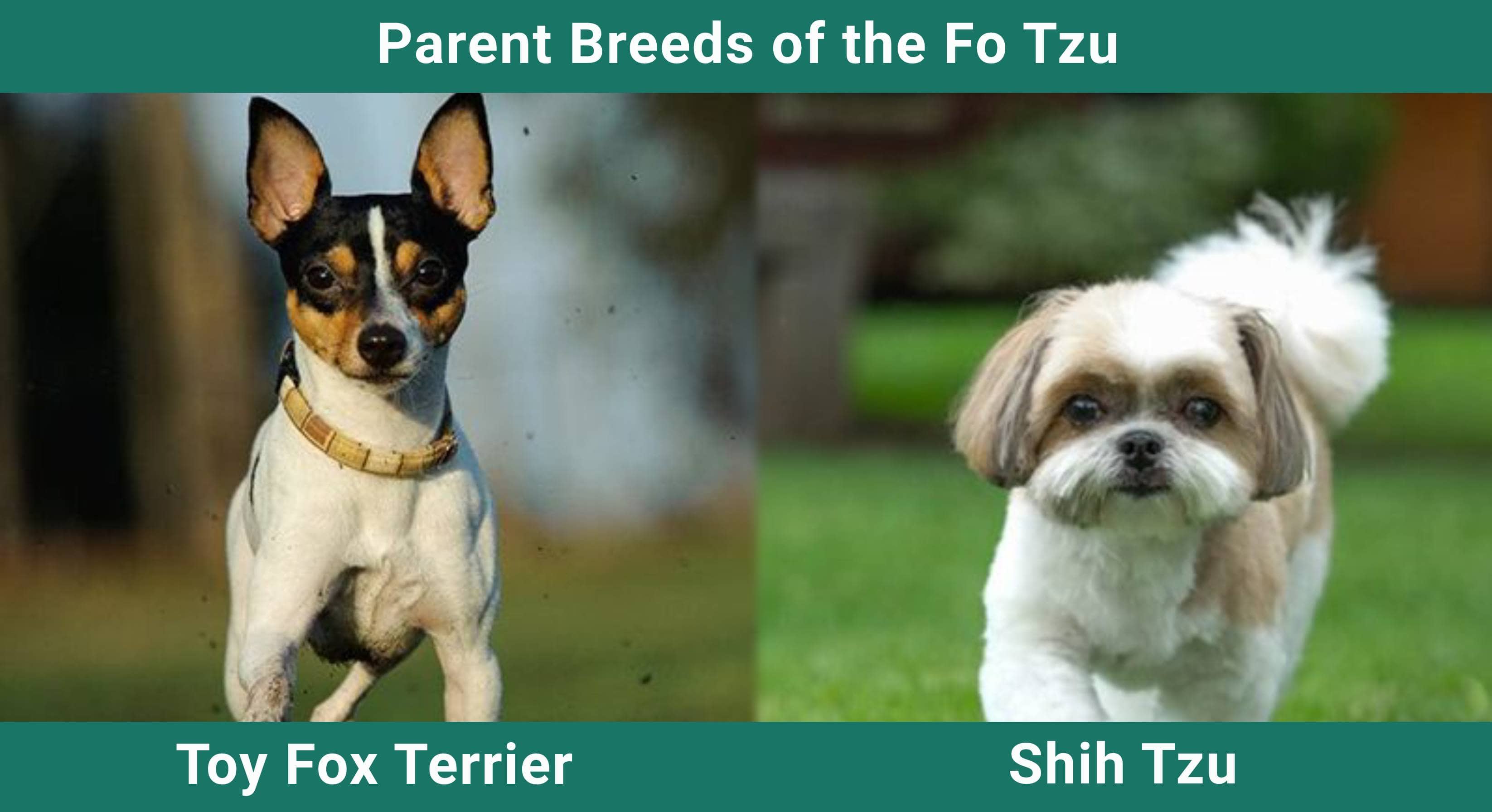 Parent_breeds_Fo Tzu